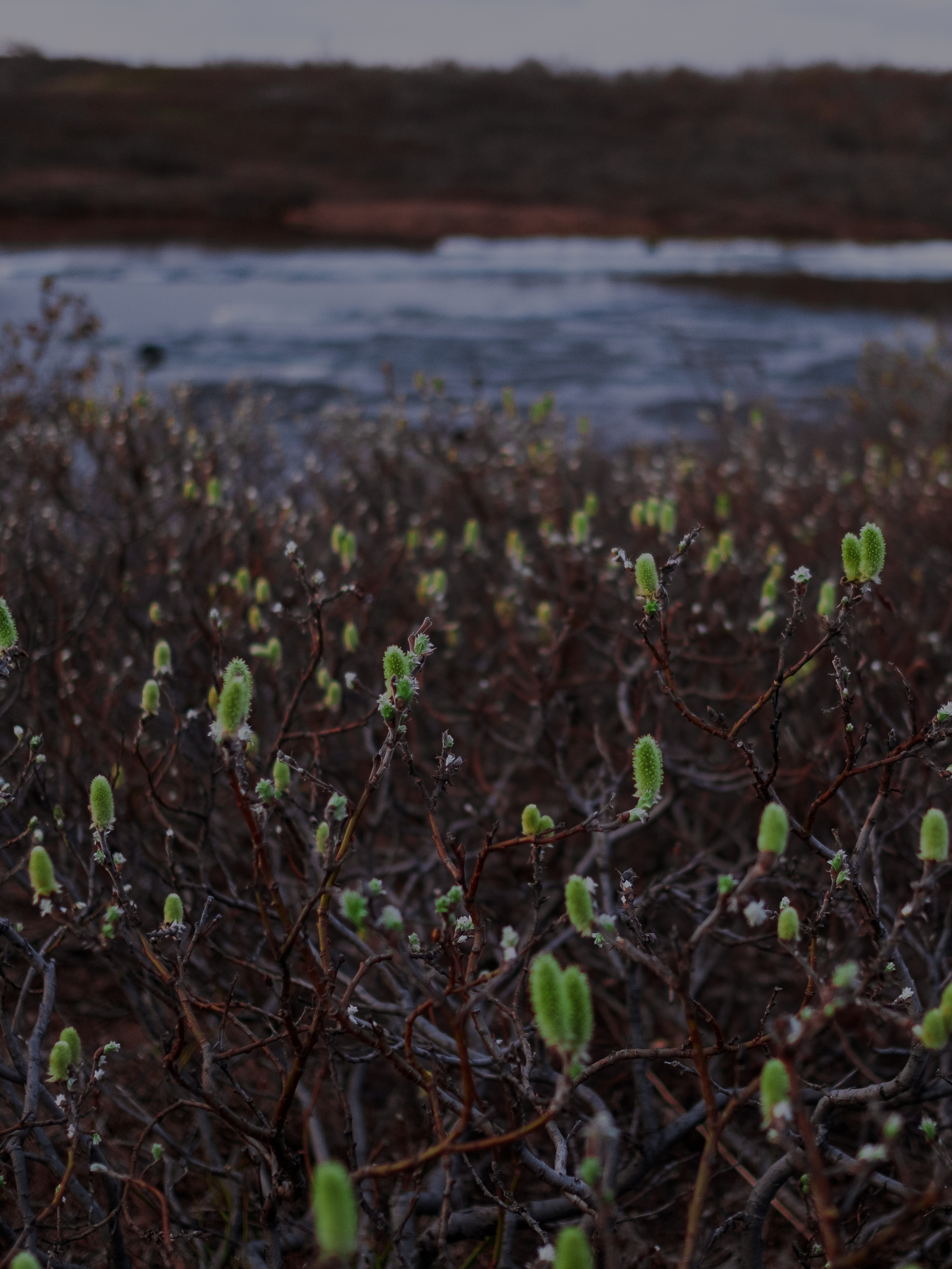 TAIMYR. Алексей Mollino… Фотографии и немножечко больше