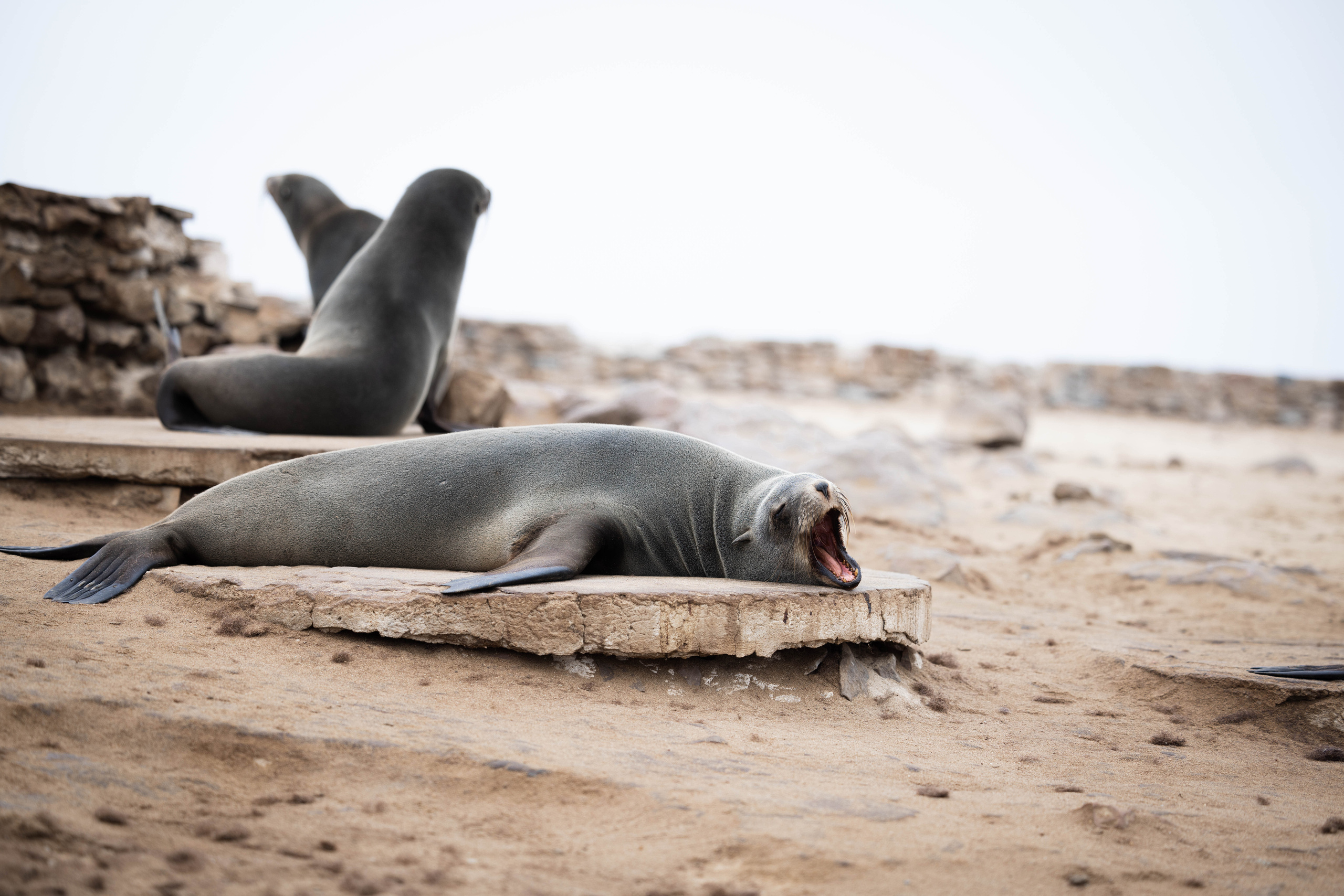Namibia. Алексей Mollino… Фотографии и немножечко больше