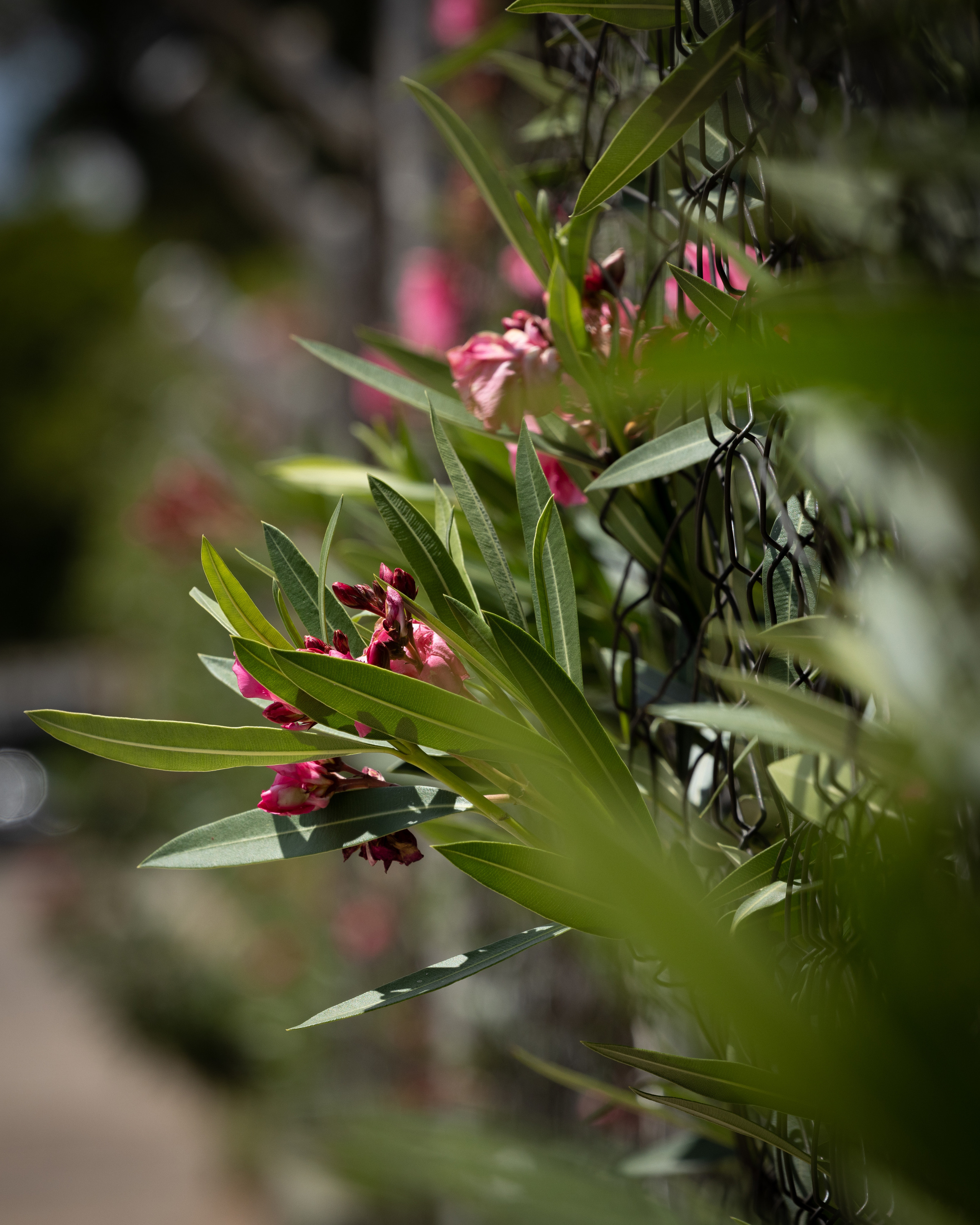 Namibia. Алексей Mollino… Фотографии и немножечко больше