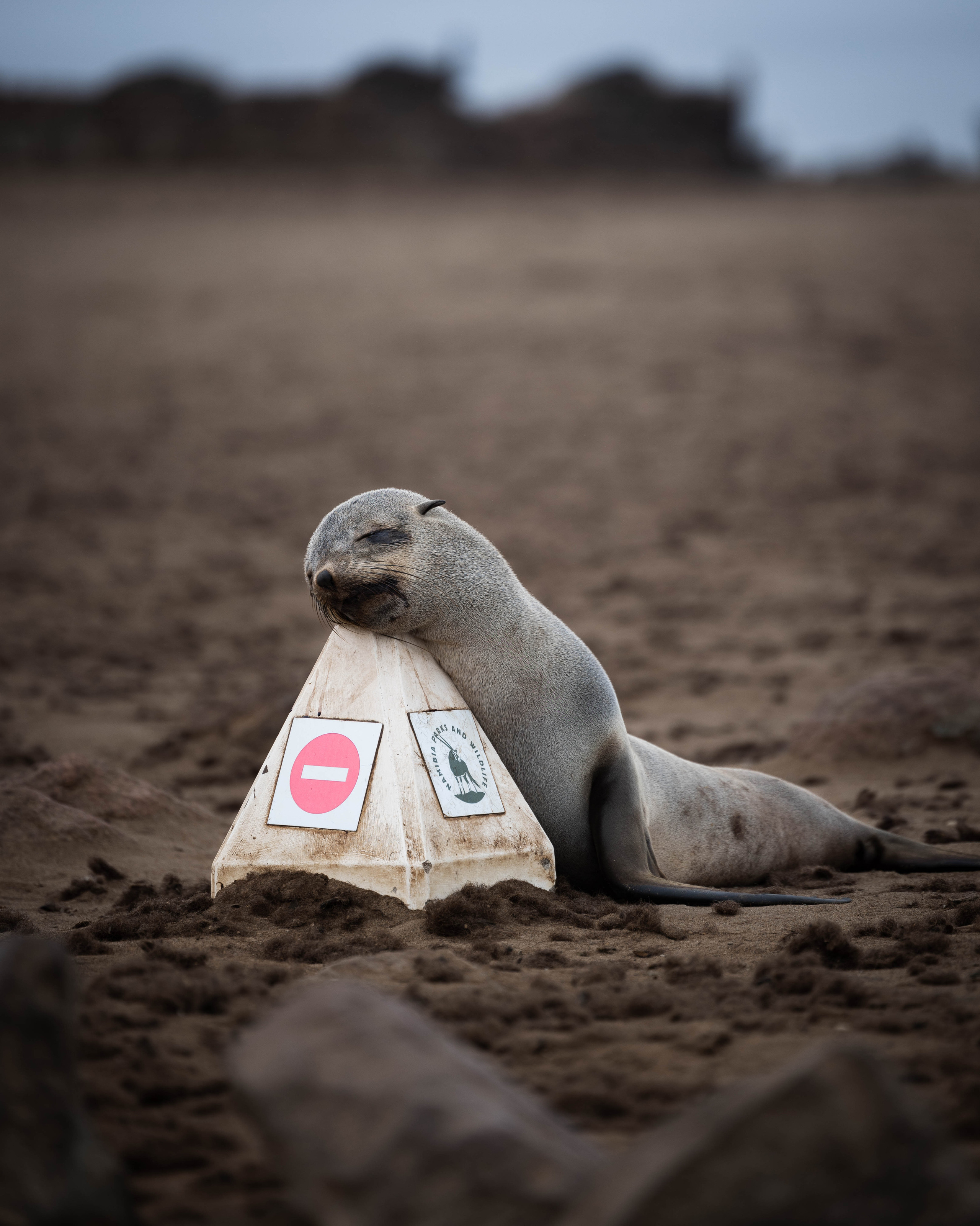 Namibia. Алексей Mollino… Фотографии и немножечко больше
