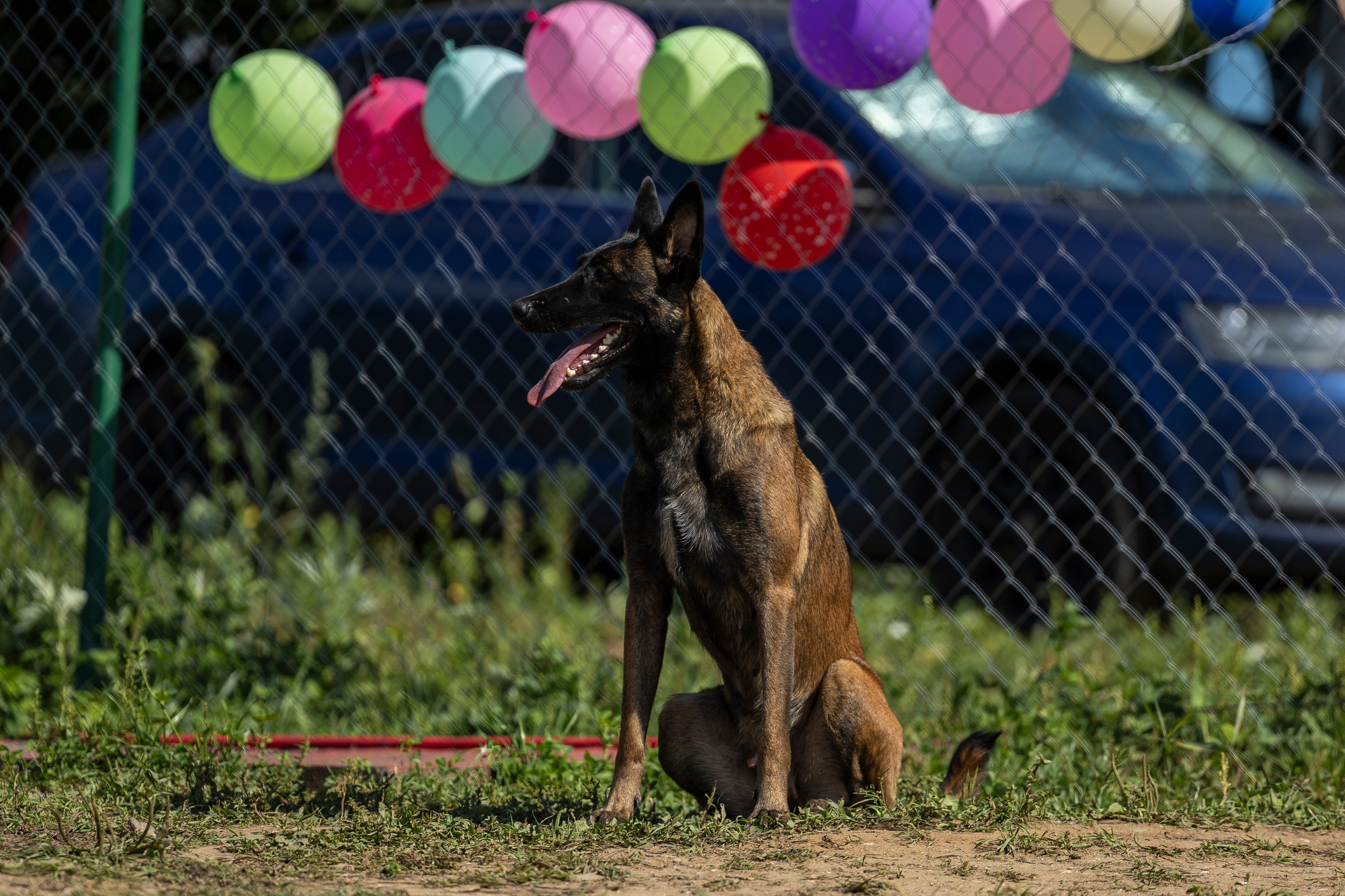 Соревнования по Мондьорингу г. Вологда 10-11.08.2024. Фотограф-анималист Анна Маринич