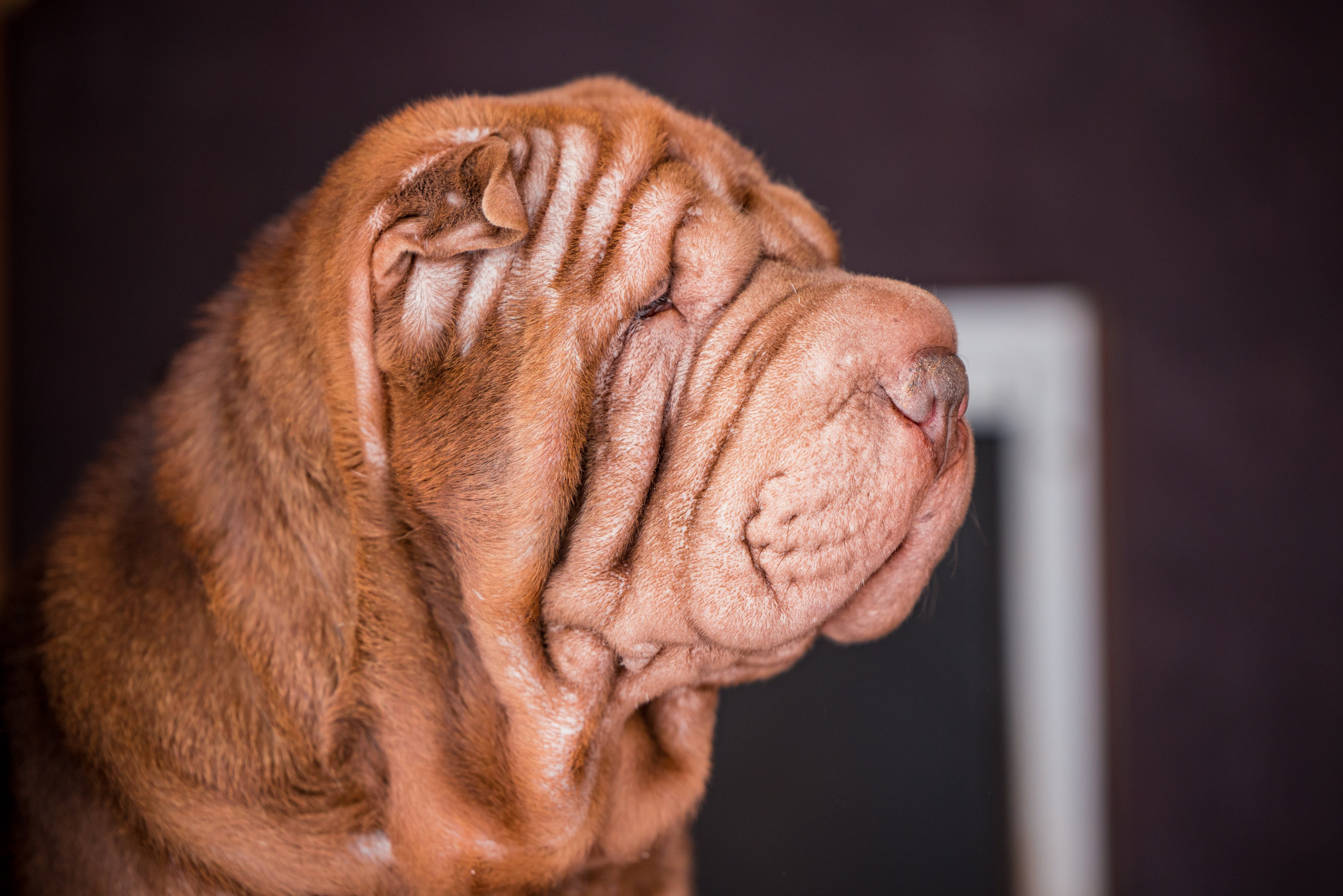 В гостях у шарпеев 16.01.2024. Фотограф-анималист Юлия Германика