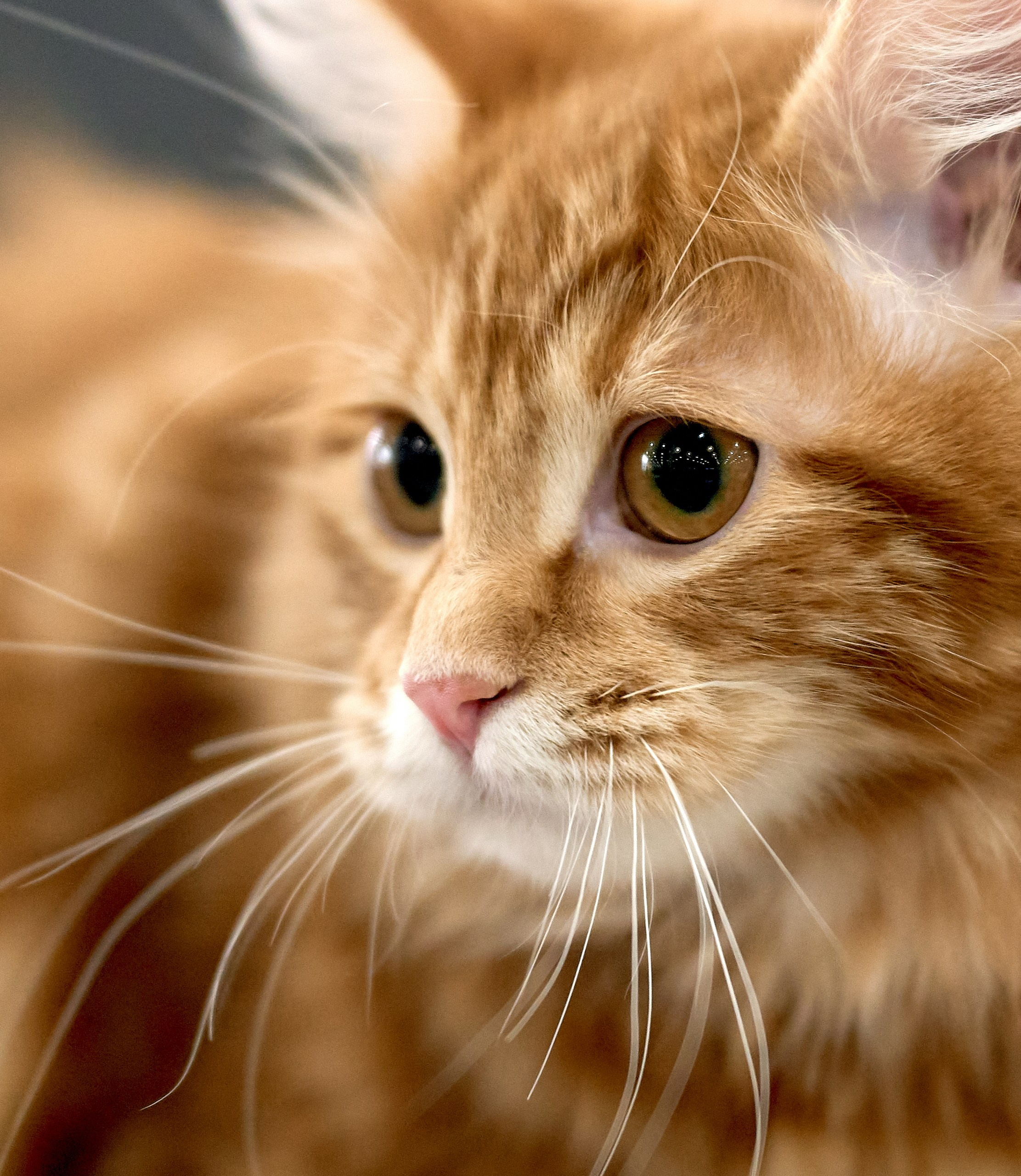 Кошки на выставках — галерея NATRIEL