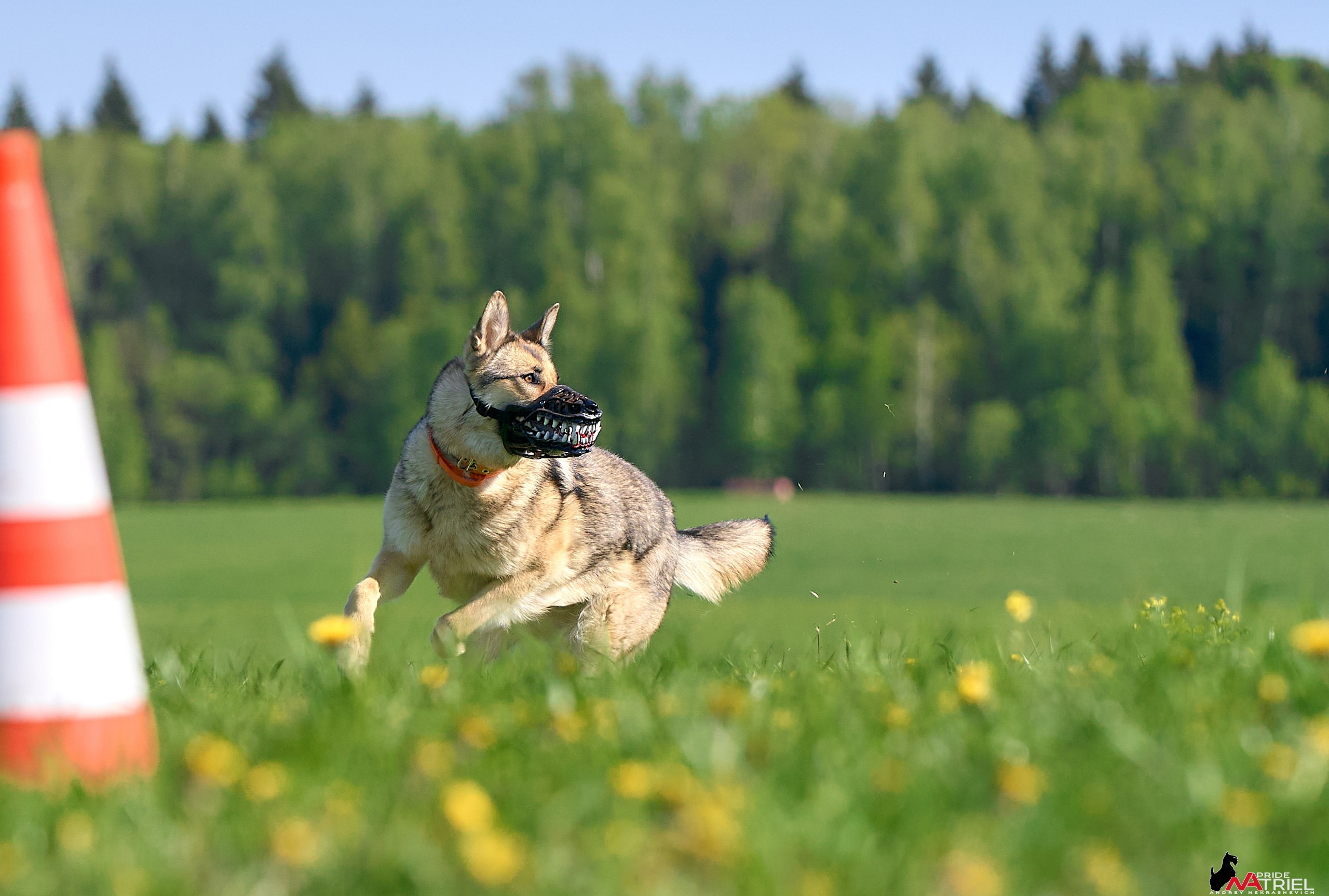 Съемка курсинг — галерея NATRIEL