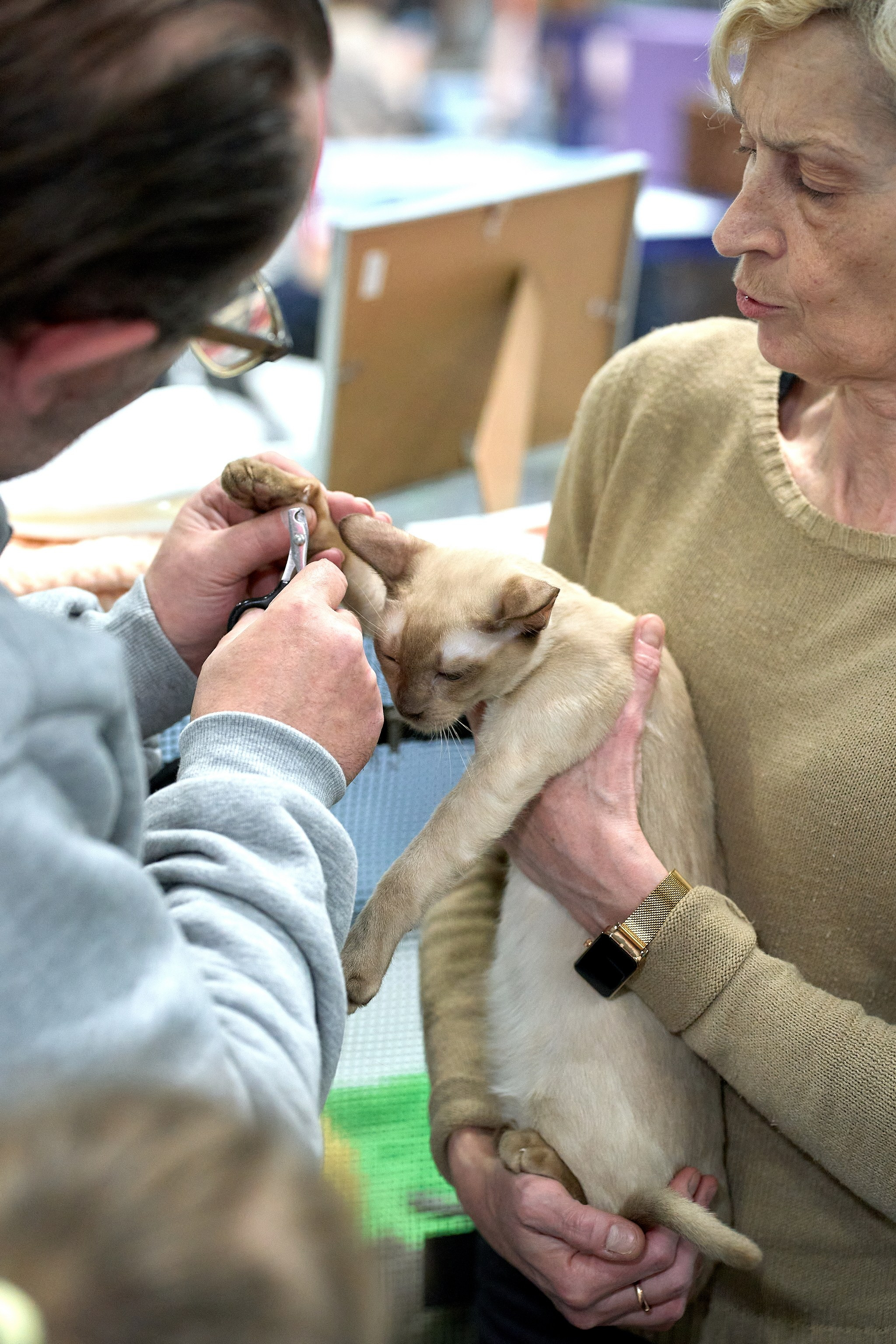 Выставки животных — галерея NATRIEL