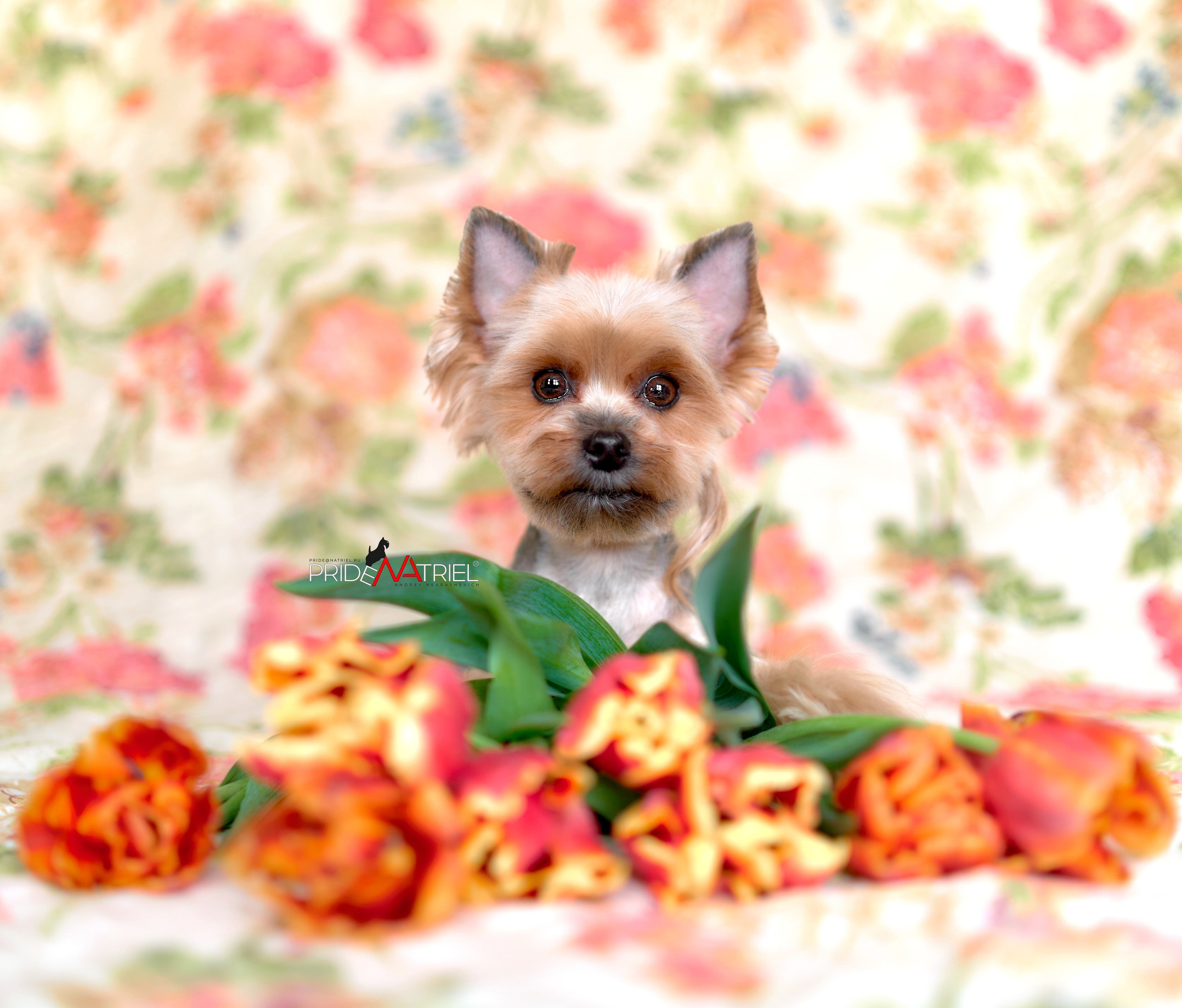 Йоркширский терьер Циля