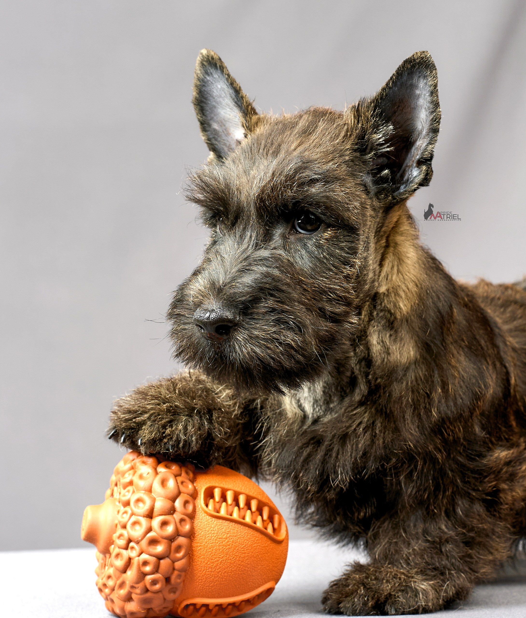 Съемка щенков скотч-терьеров