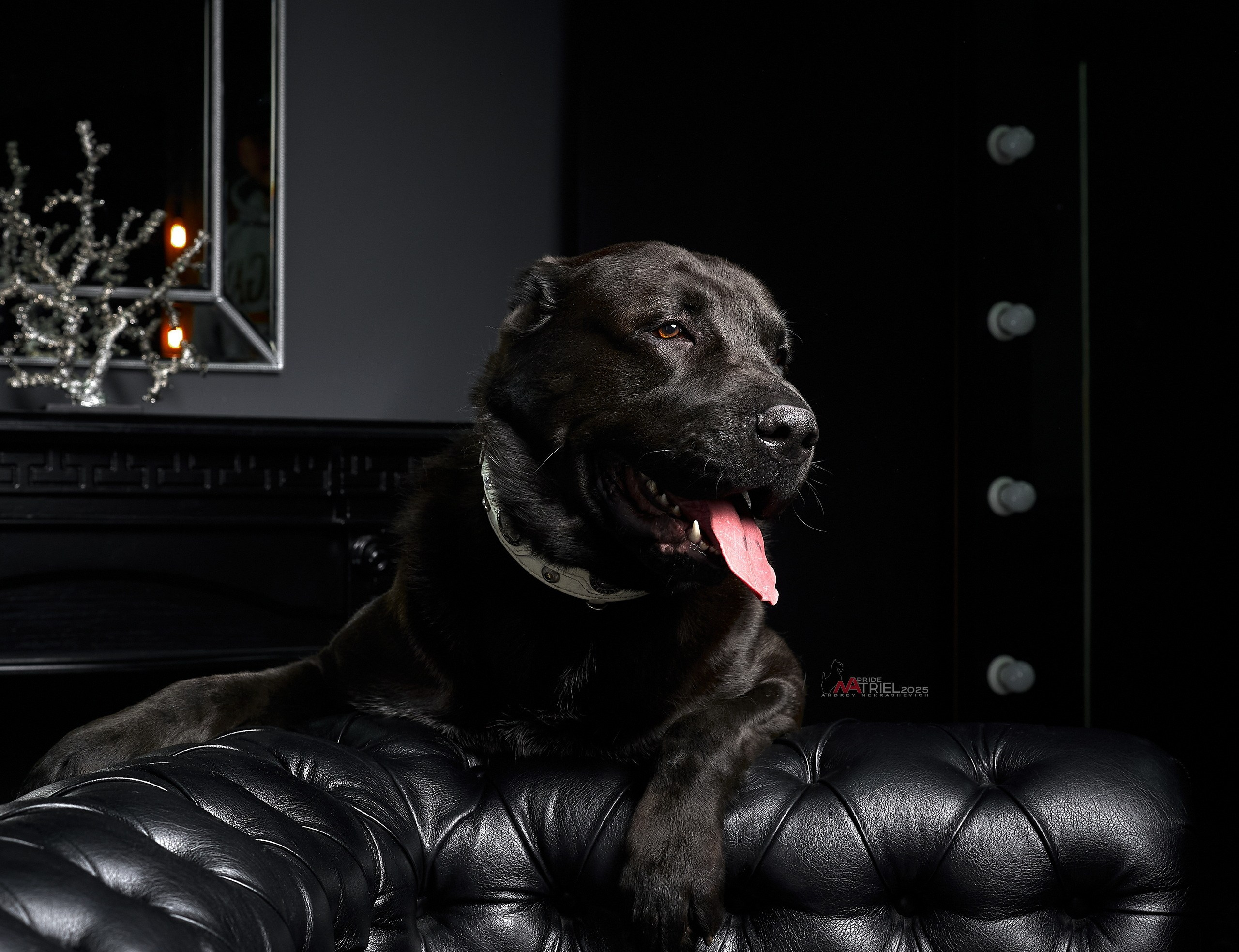 Съемка алабая в студии