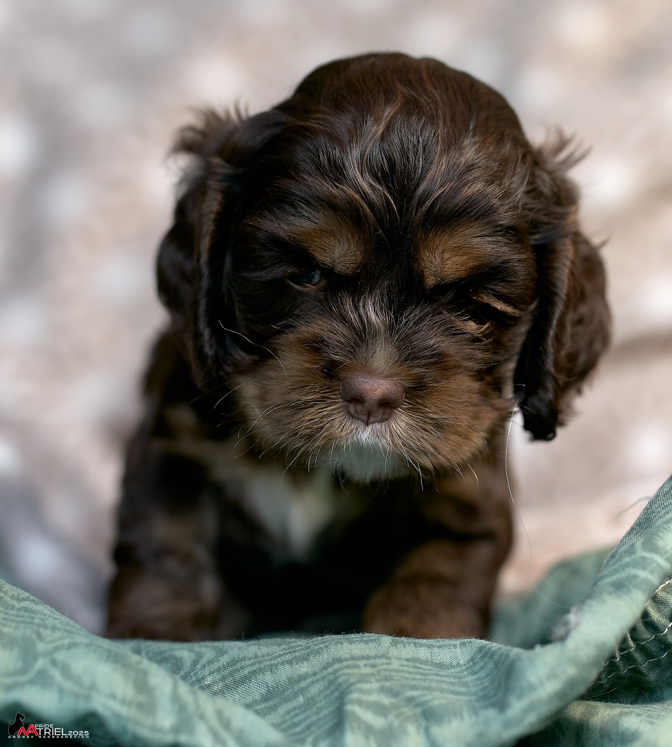 Щенки АмКокеров