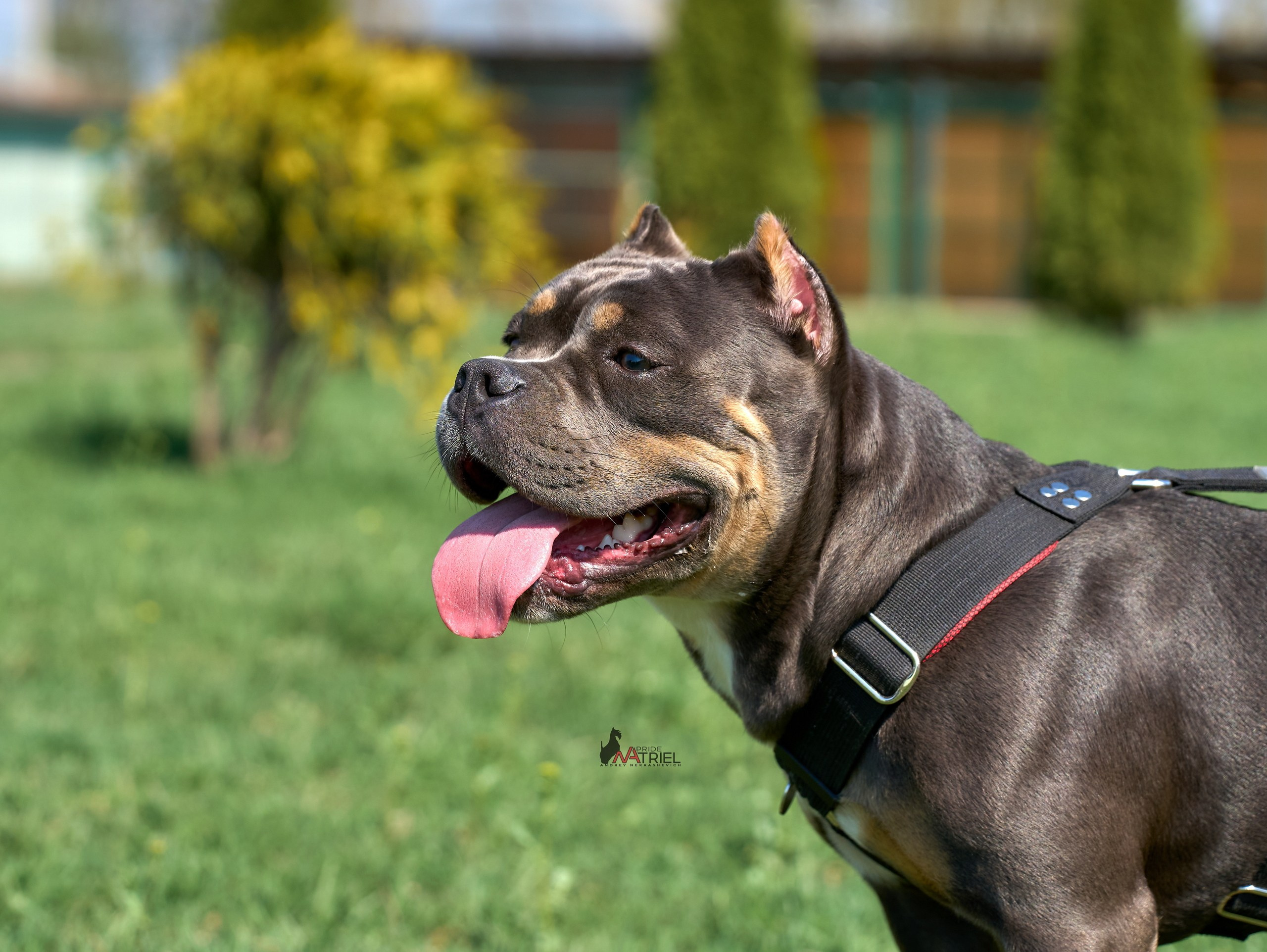 Среднеазиаты — щенки и взрослые