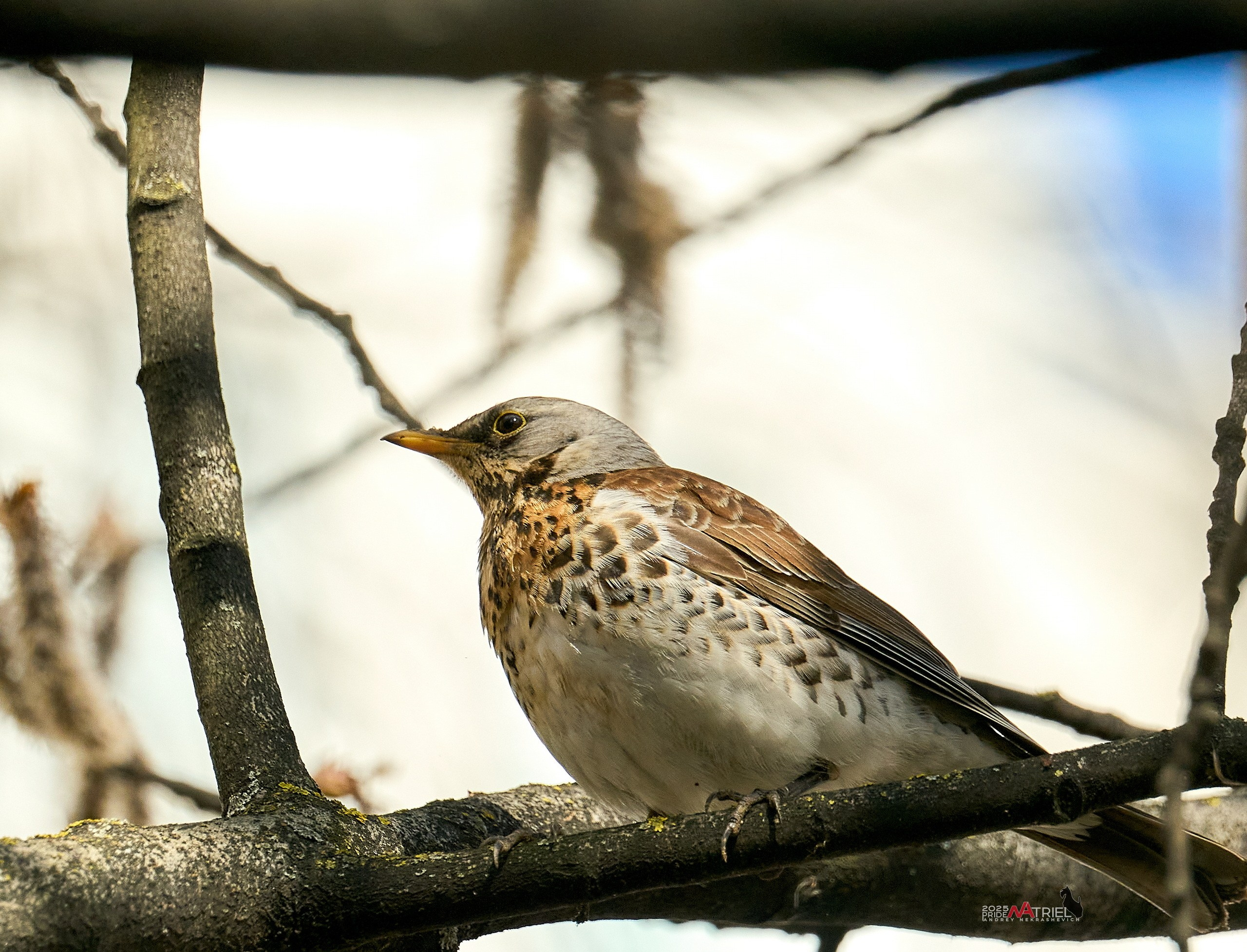 Природа в апреле