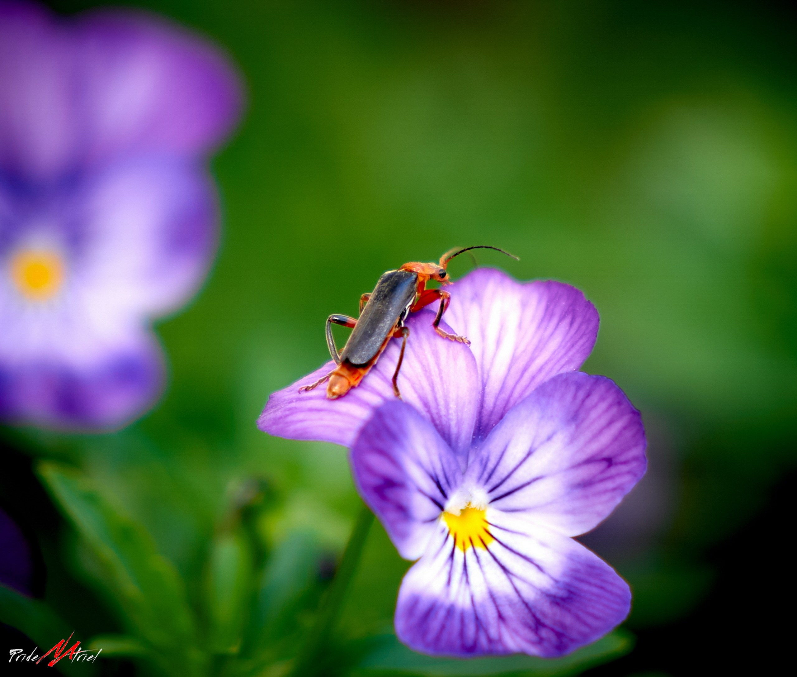 Лютики-цветочки — галерея NATRIEL