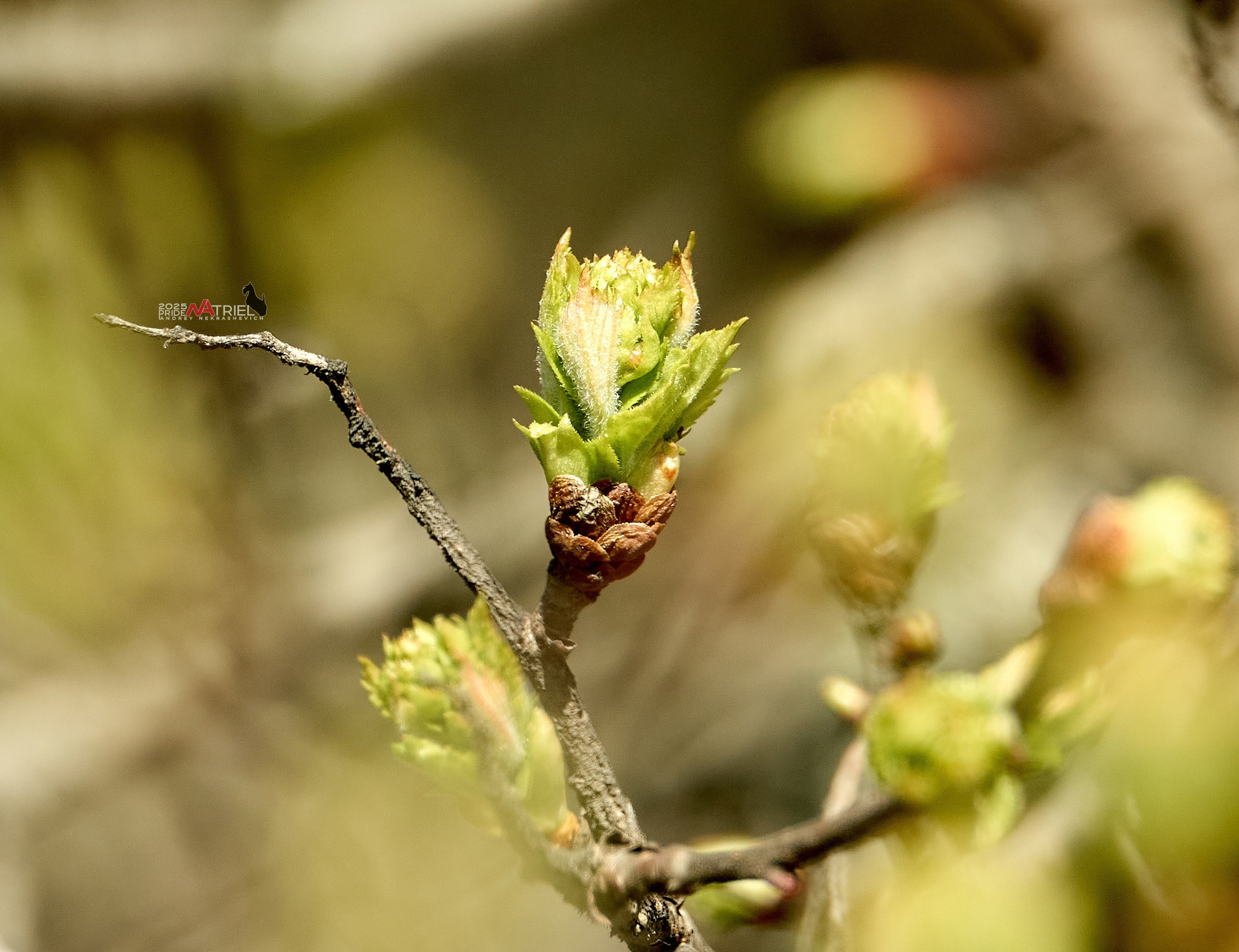 Природа в апреле