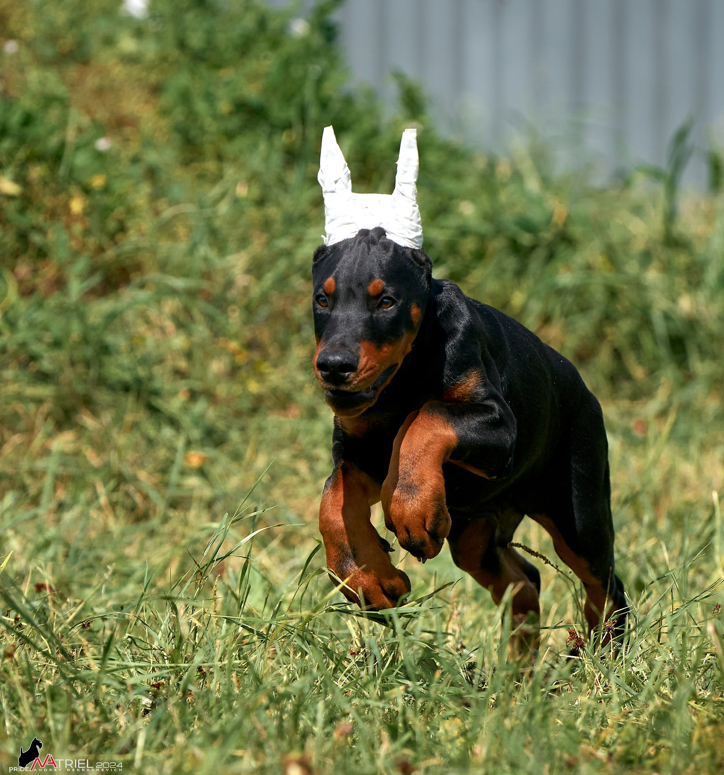 Съемка щенков доберманы