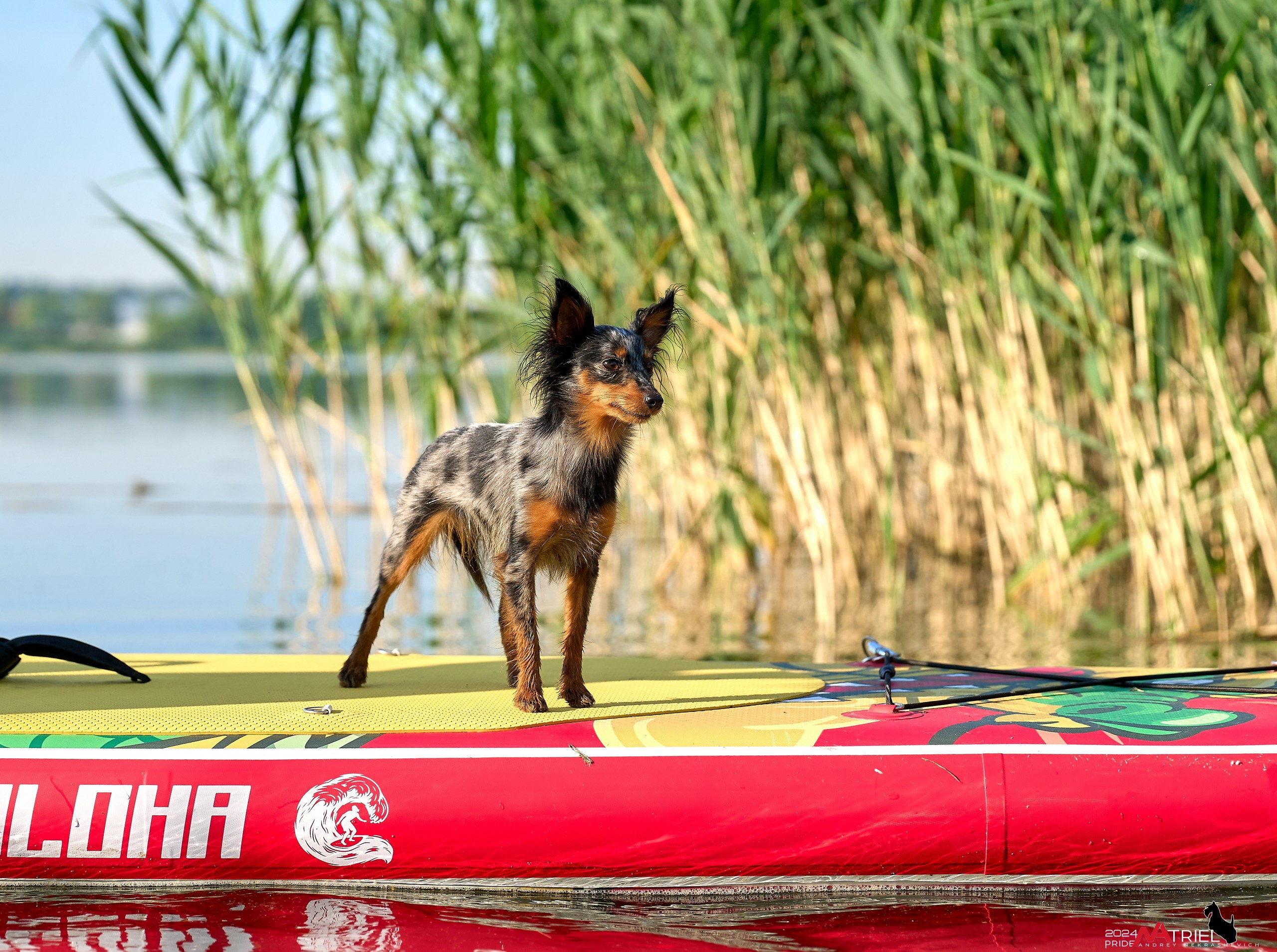 Фотопрогулка с крысариками
