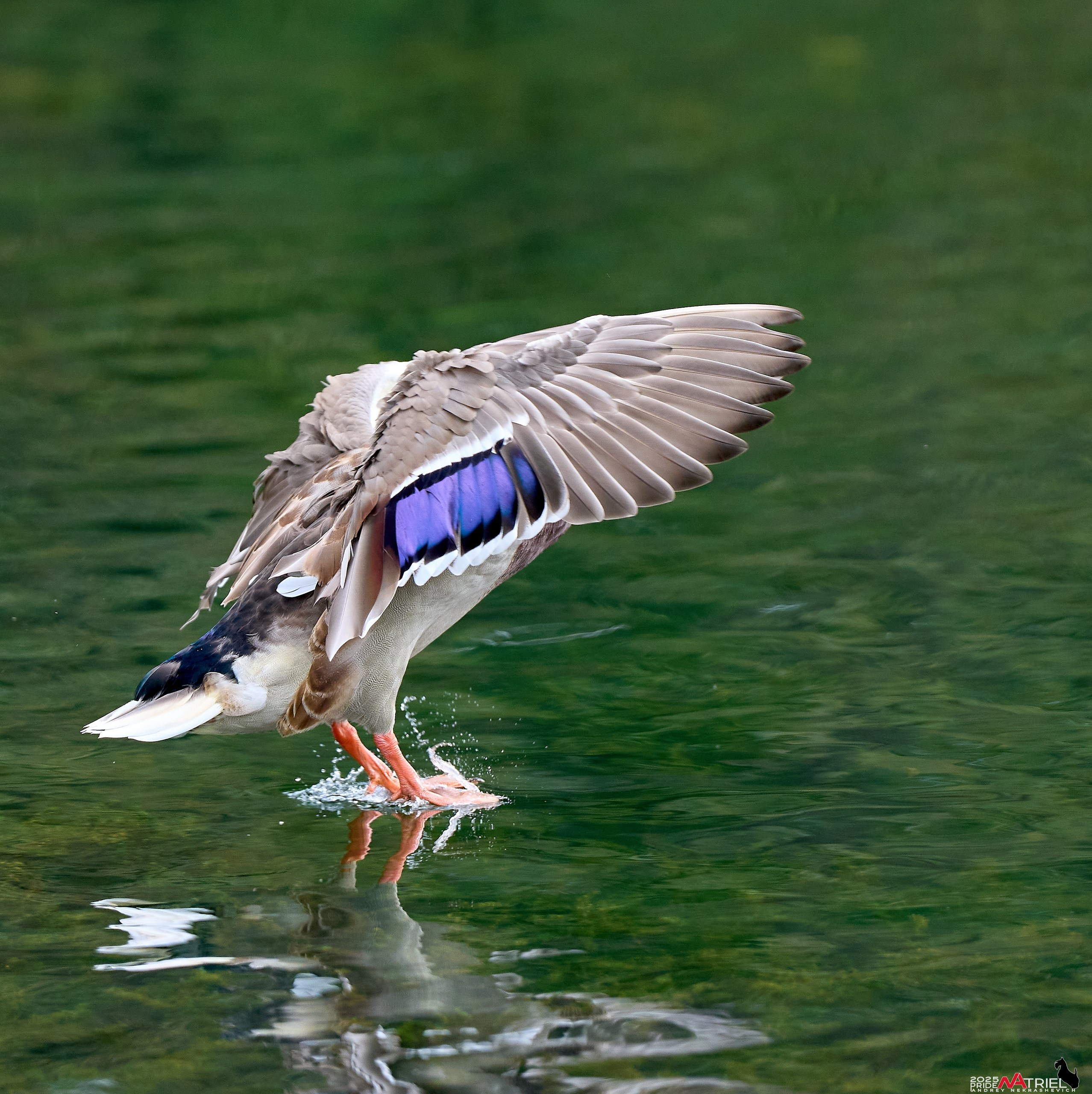 Утки на пруду