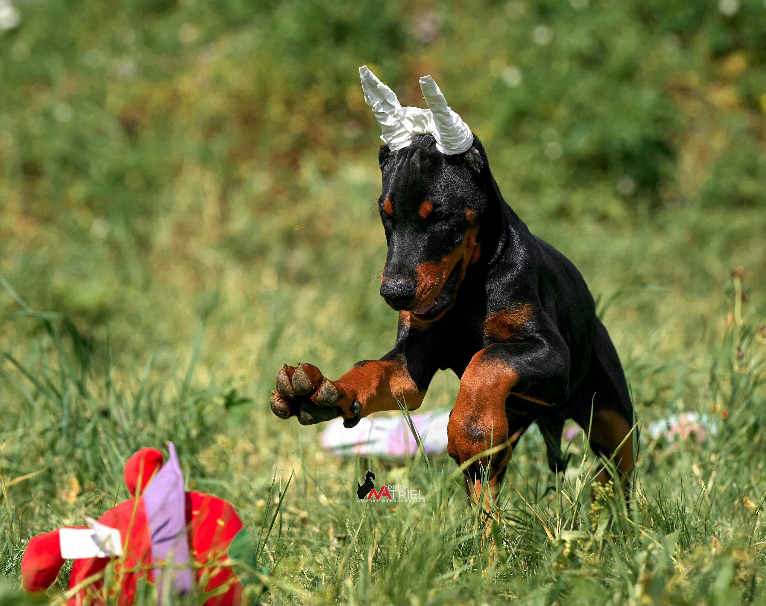 Щенки на прогулке — галерея NATRIEL