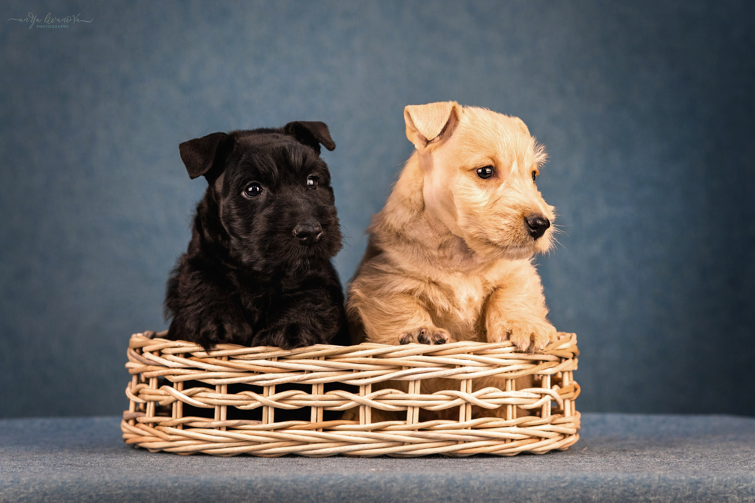 Скотти. Фотограф анималист Аня Ливанова | Рыбинск
