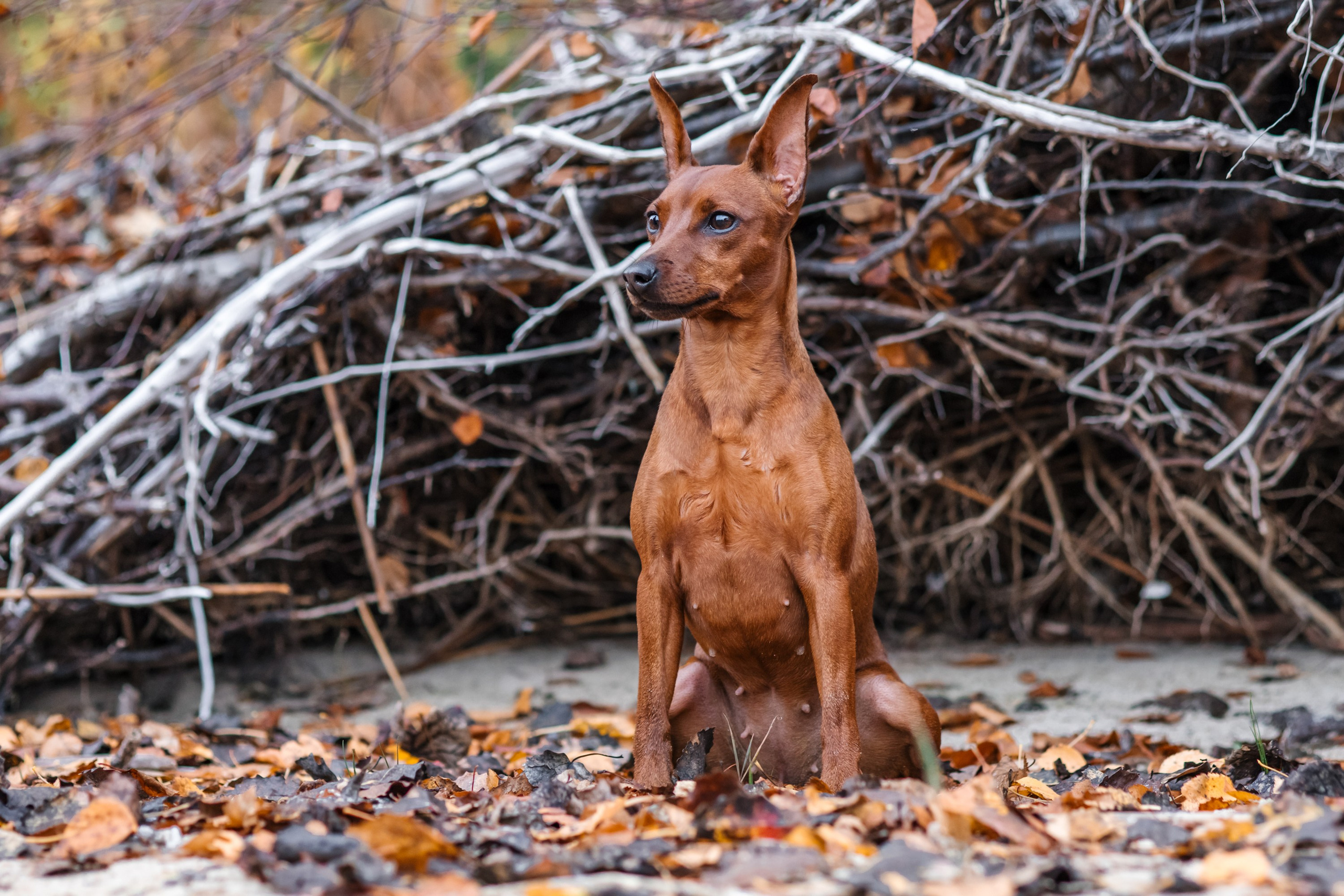 Киви на берегу. Фотограф анималист Аня Ливанова | Рыбинск