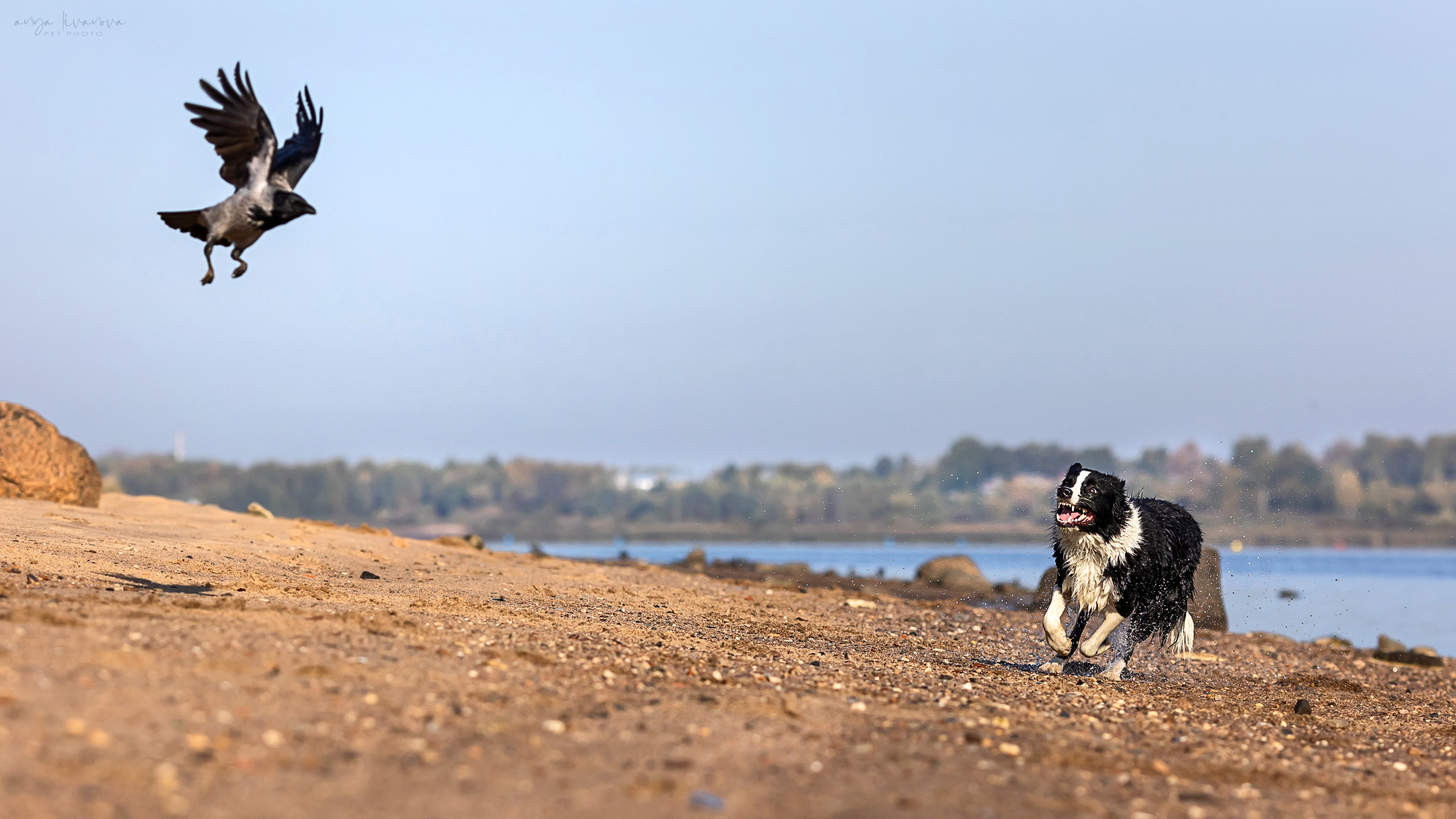 Алена и Майли. Фотограф анималист Аня Ливанова | Рыбинск