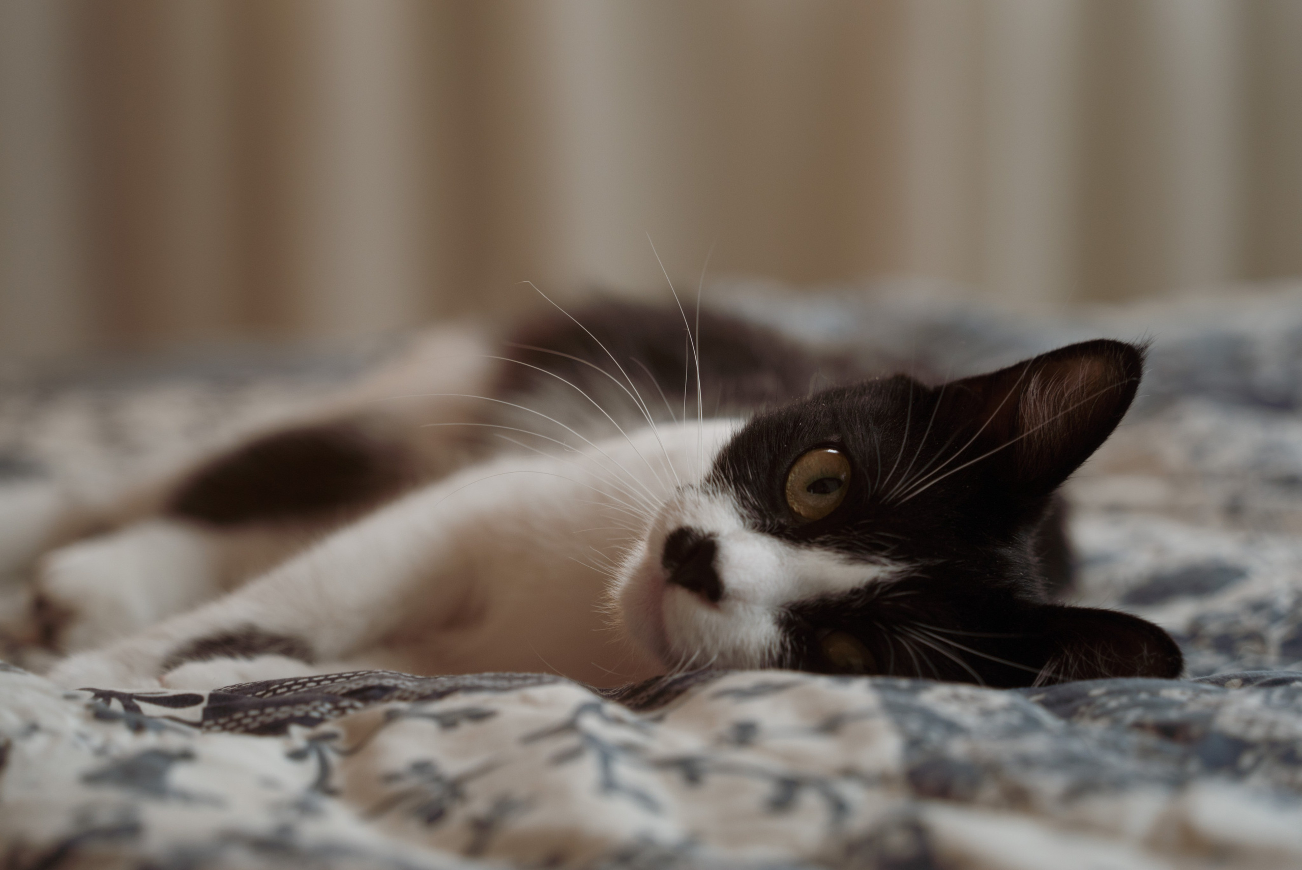 Домашняя фотосессия с двумя детьми. Видеограф Осинина Татьяна — видеосъемка в Москве