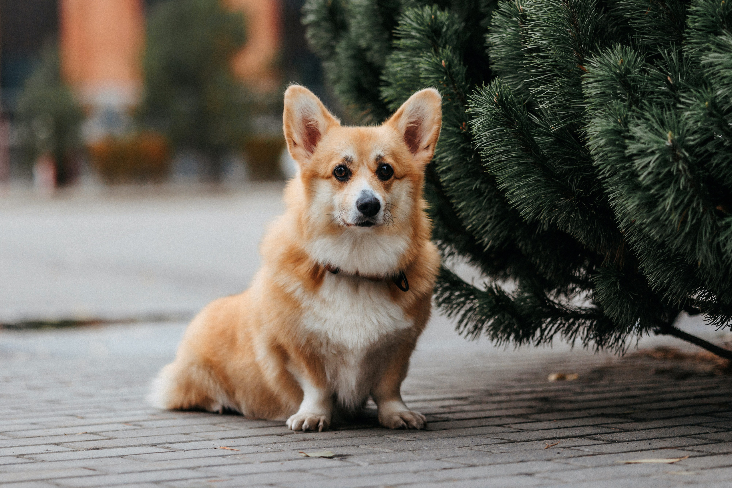 Вера, Саша и Муна. Фотограф-анималист Елена Радченко, Москва