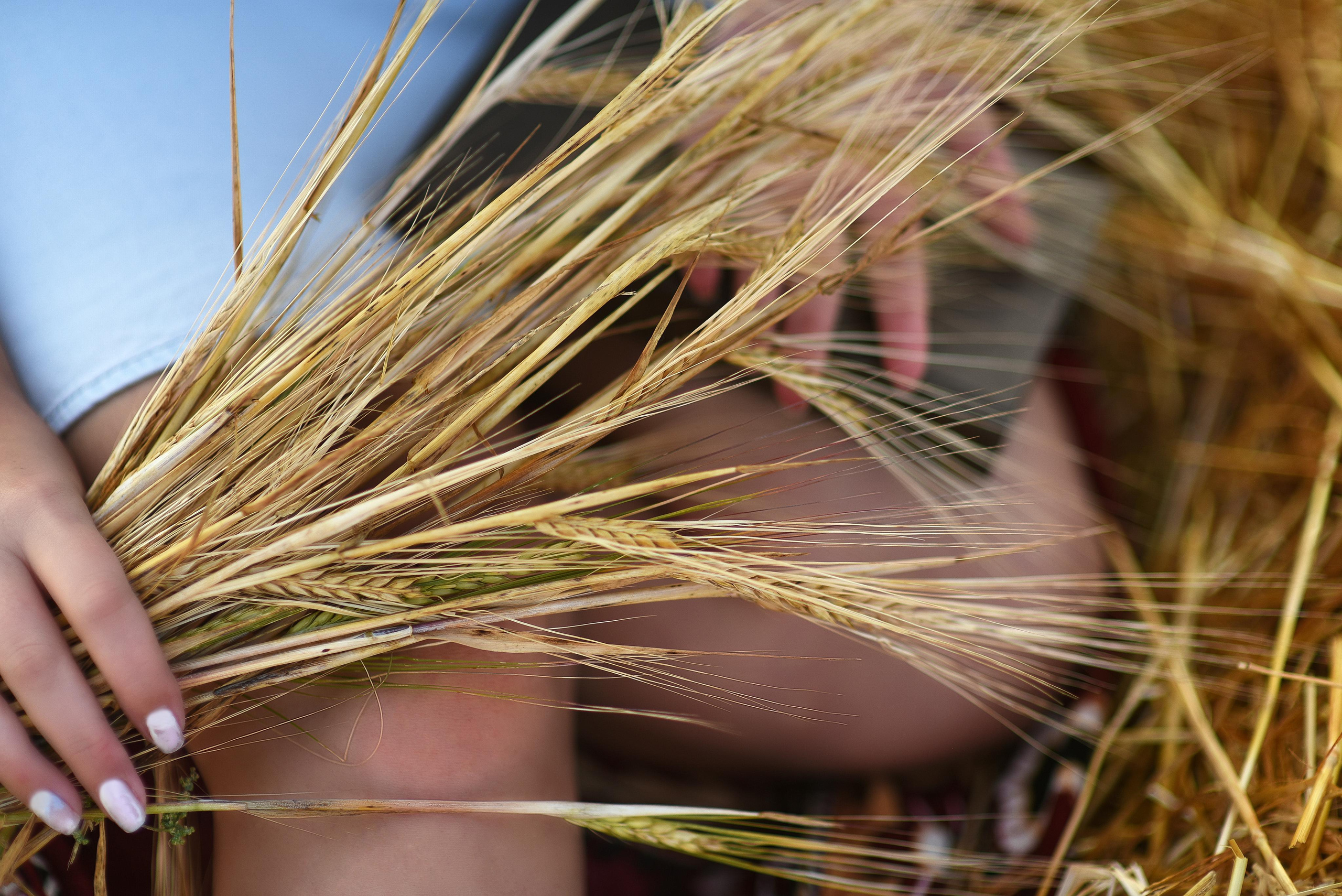 Анонс фотосессии Екатерины в поле. Фотограф Марина Ершова (Ярославль-Москва)