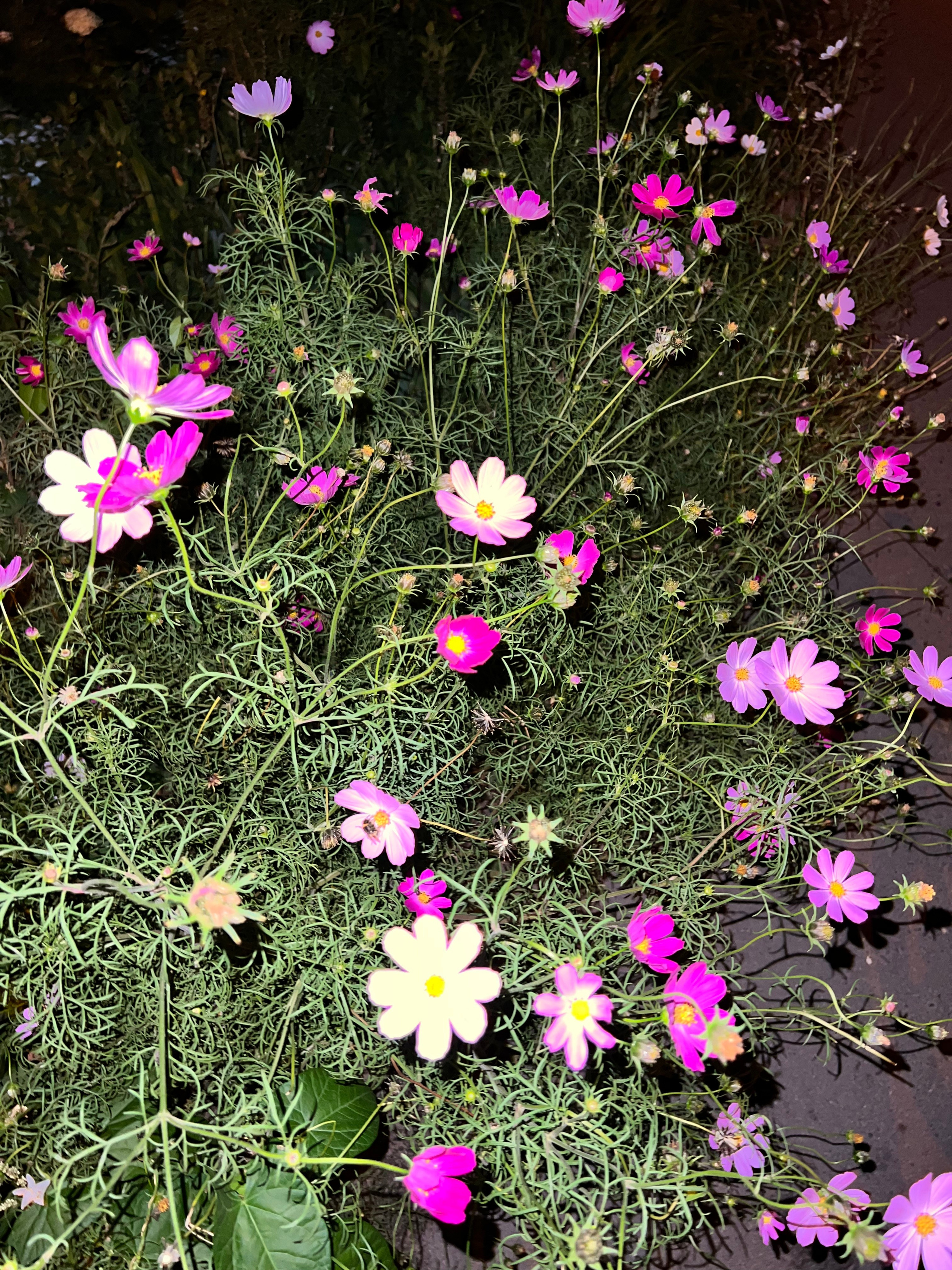 Цветы ночи. Анна Хвалина