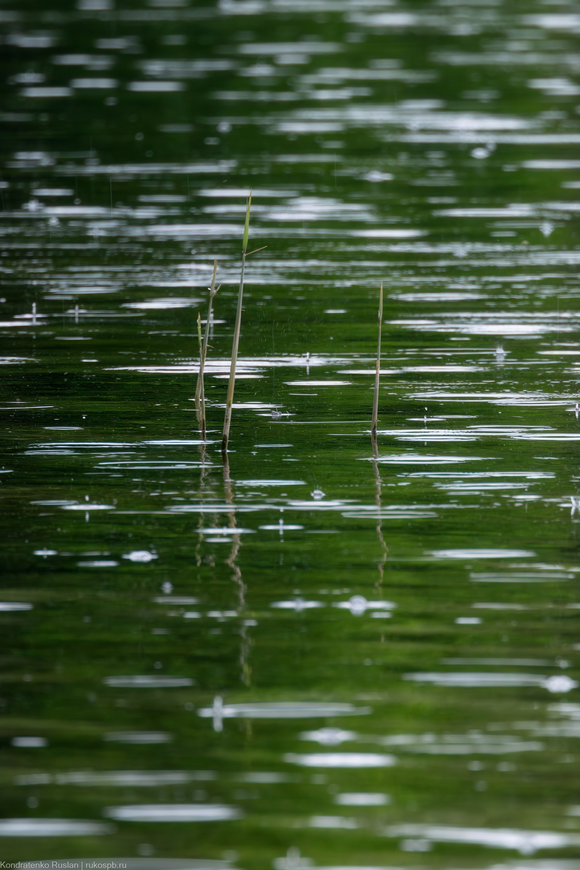 Ленинградская область. Архитектурный и пейзажный фотограф Кондратенко Руслан, Санкт-Петербург