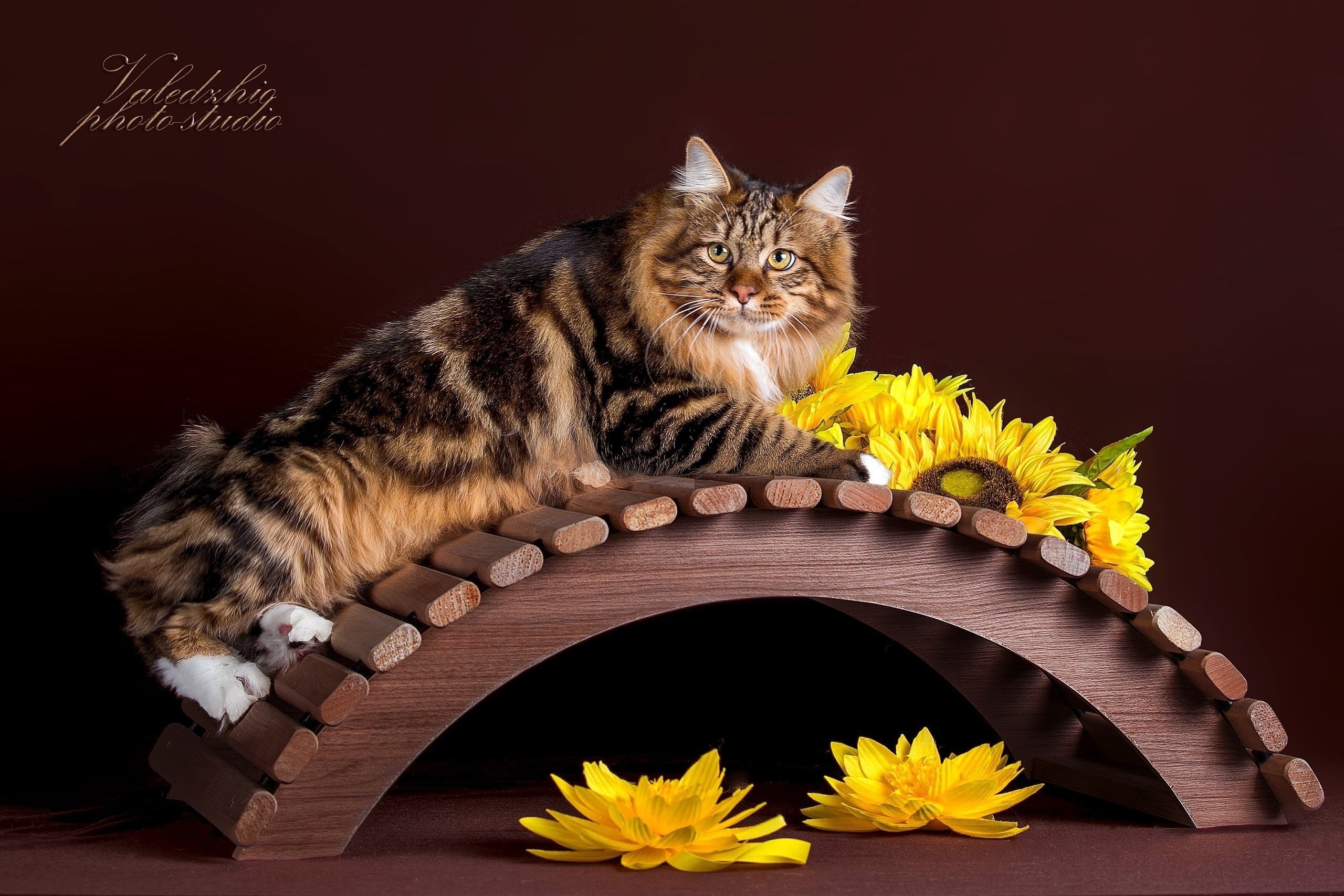 Коричневые фоны. Фотограф-анималист в Омске Екатерина Маричева