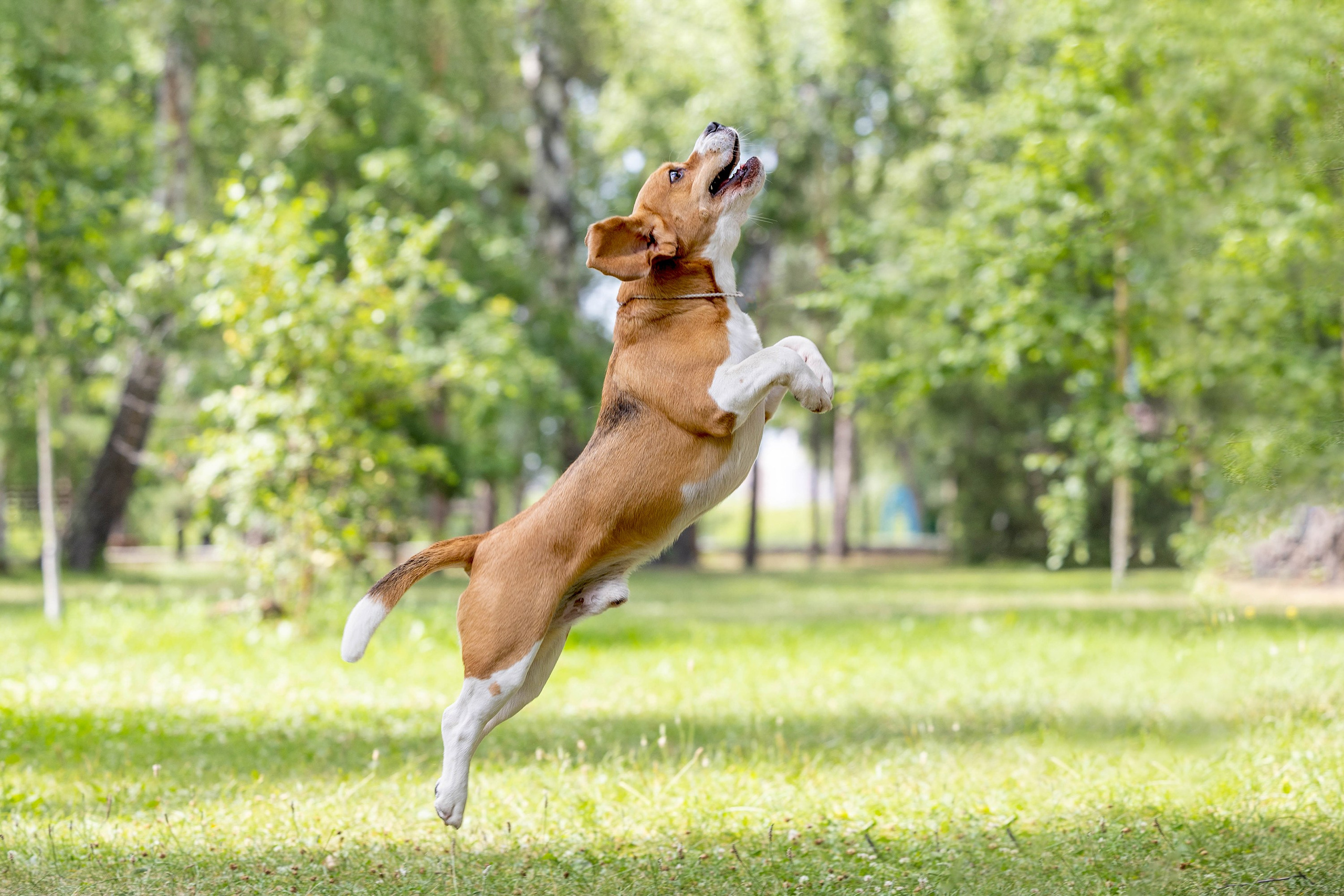 Заринговая съёмка на выставках собак. Фотограф-анималист в Омске Екатерина Маричева
