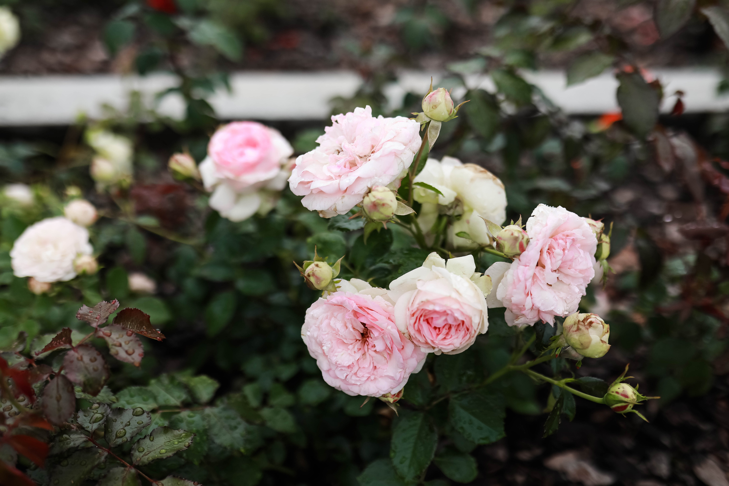 Виолетта & Сергей. Школьный и свадебный фотограф Екатерина Салмина