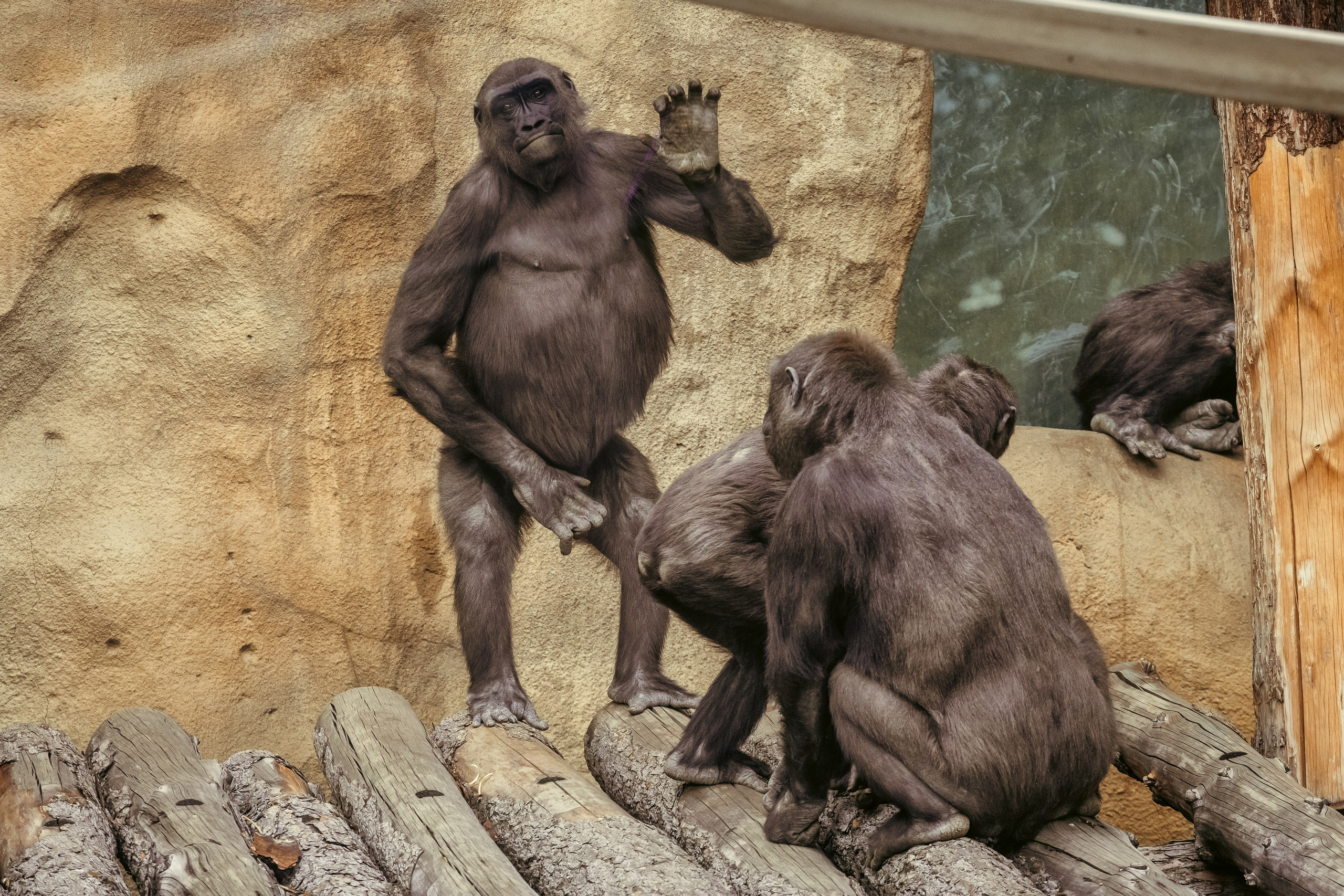 Зоопарк. Photomantis