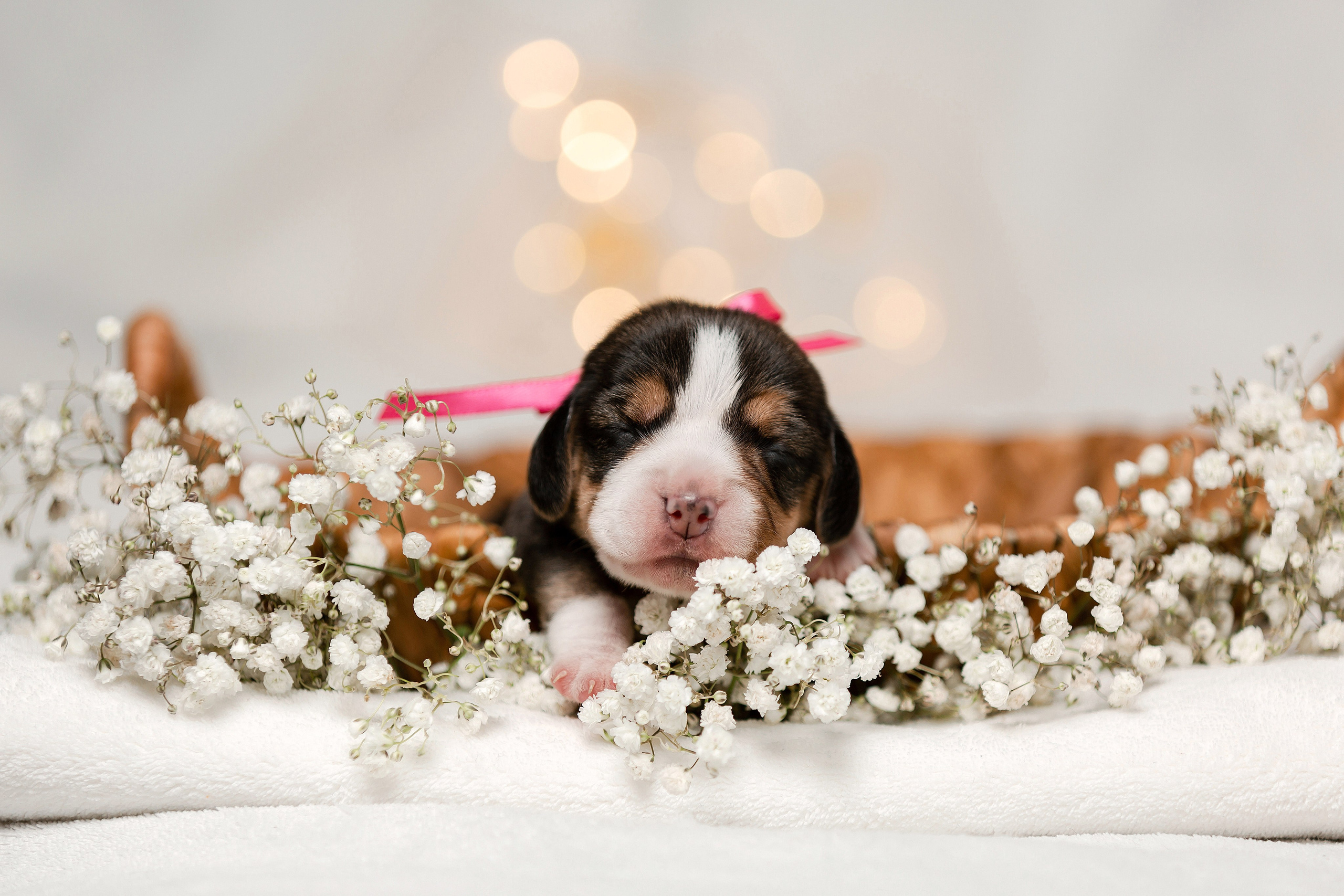 Фотосъёмка щенков. Фотограф-анималист в Краснодаре Маша Мельникова