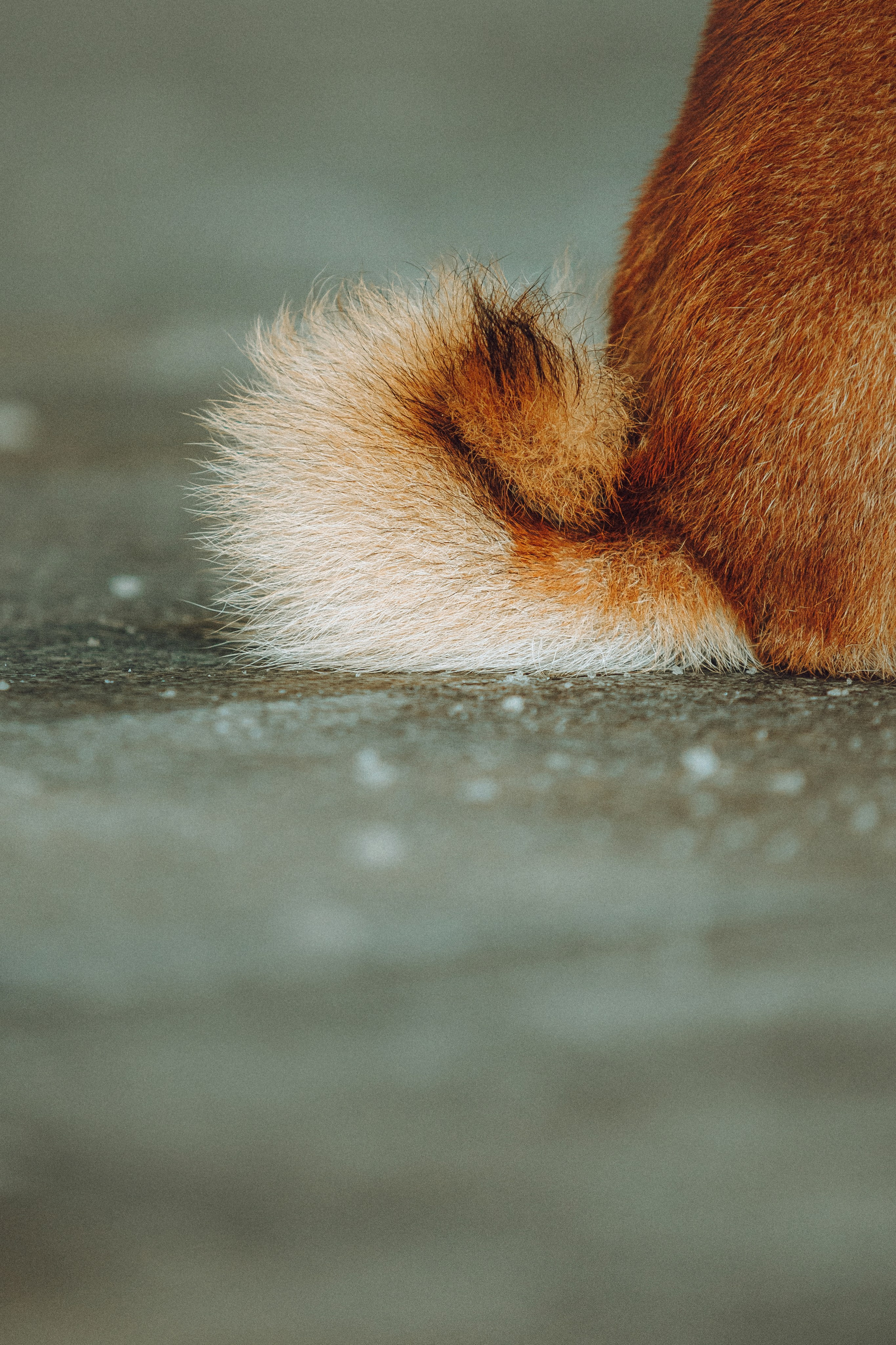 Настя и Ронин