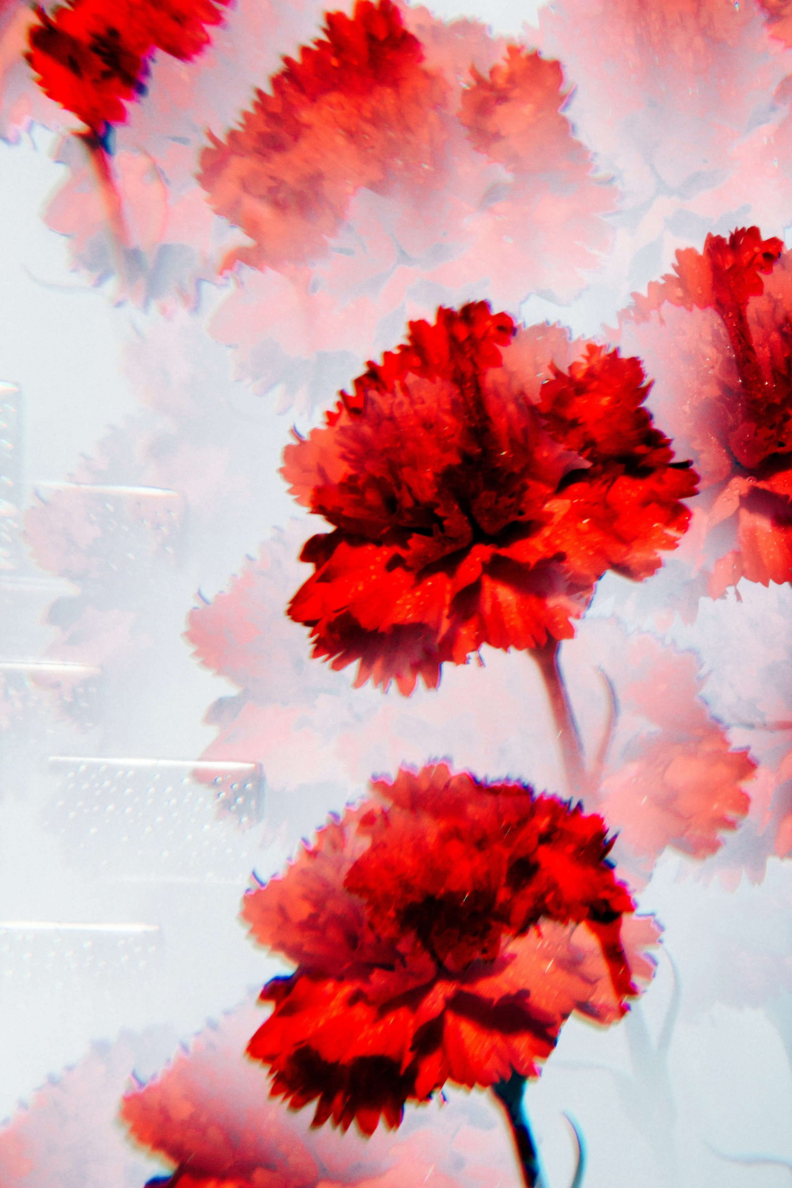 Flowers. Фотограф Ярославль Евгений Хайлов | Арт-фотосессии и креативная съёмка в Ярославле