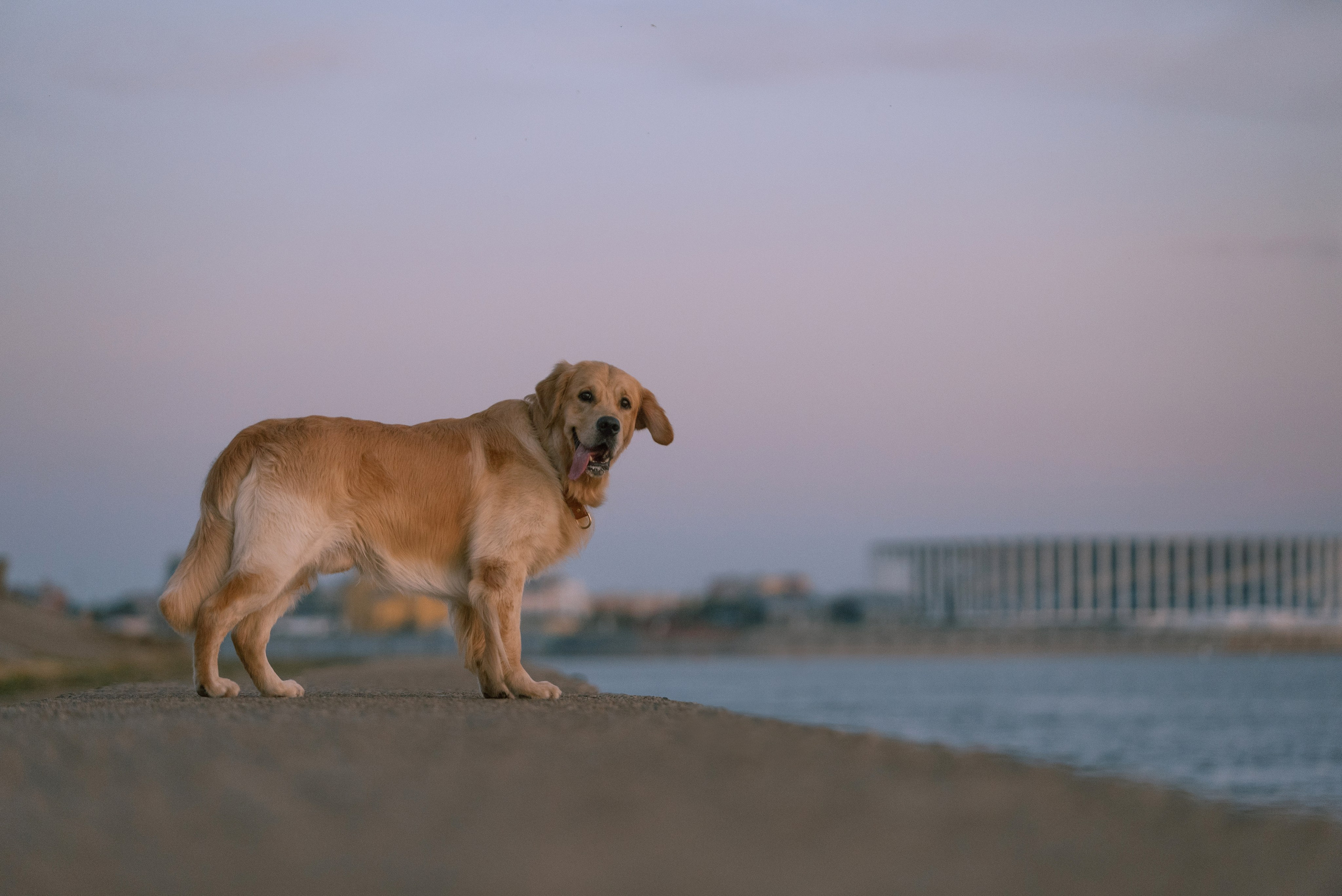 Светлана и Чарли в Нижнем Новгороде. Фотограф Анна Тюрина