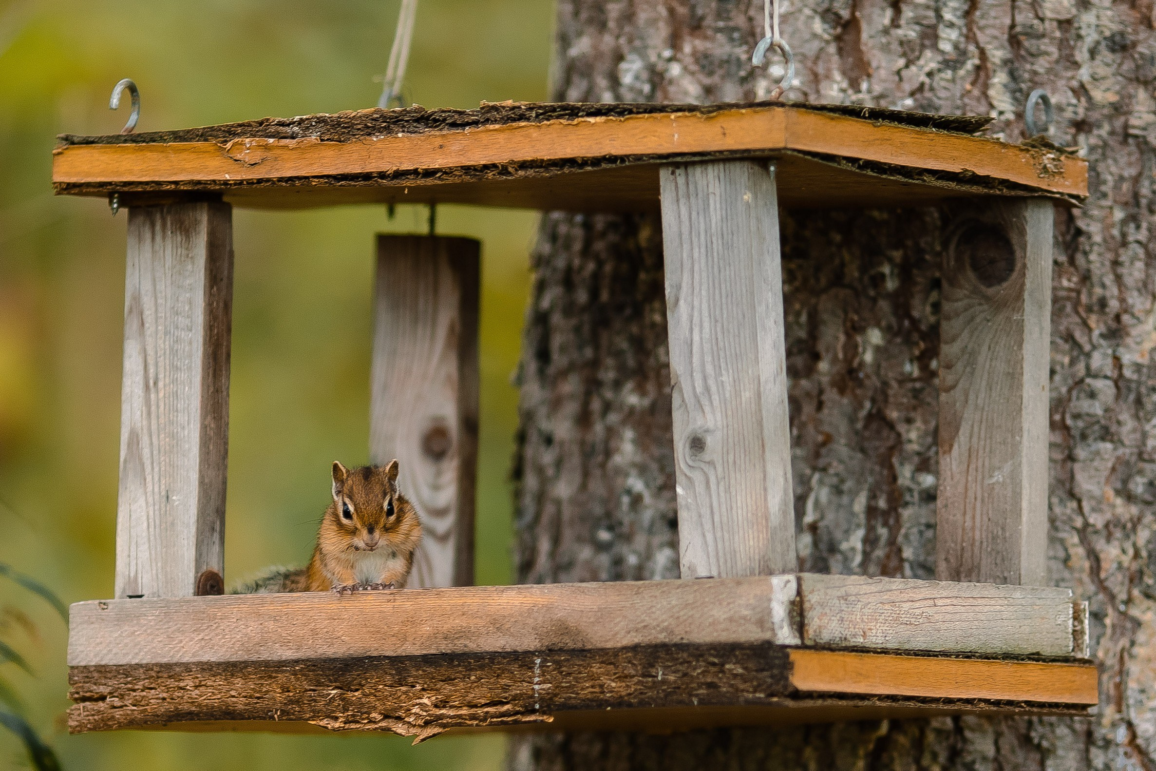 О.Сахалин. Фотограф. г. Южно-Сахалинск. Олег Толстов