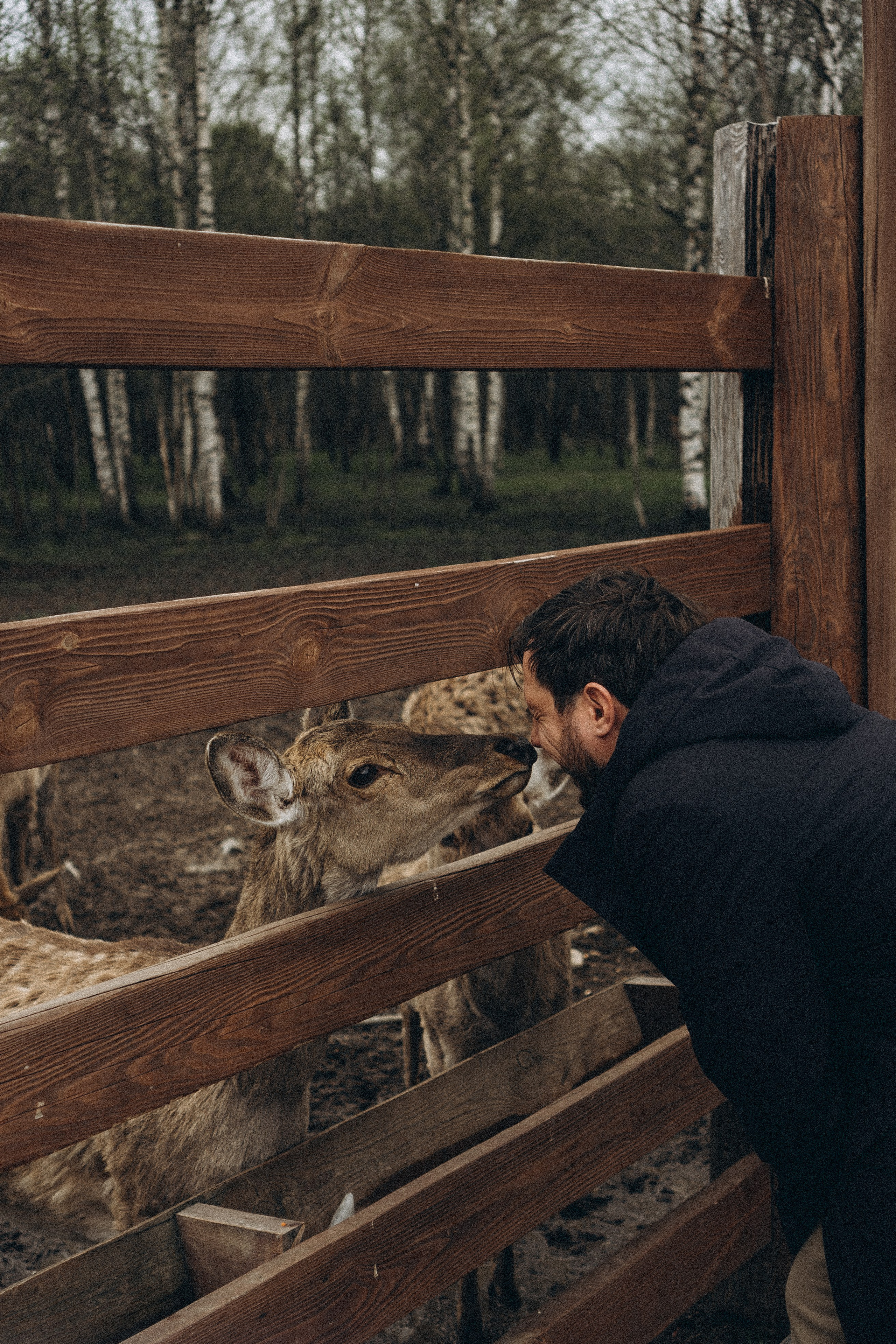 ОЛЕНЬЯ ФЕРМА В ТВЕРИ. Профессиональный фотограф, Санкт-Петербург — Виктория Богомолова