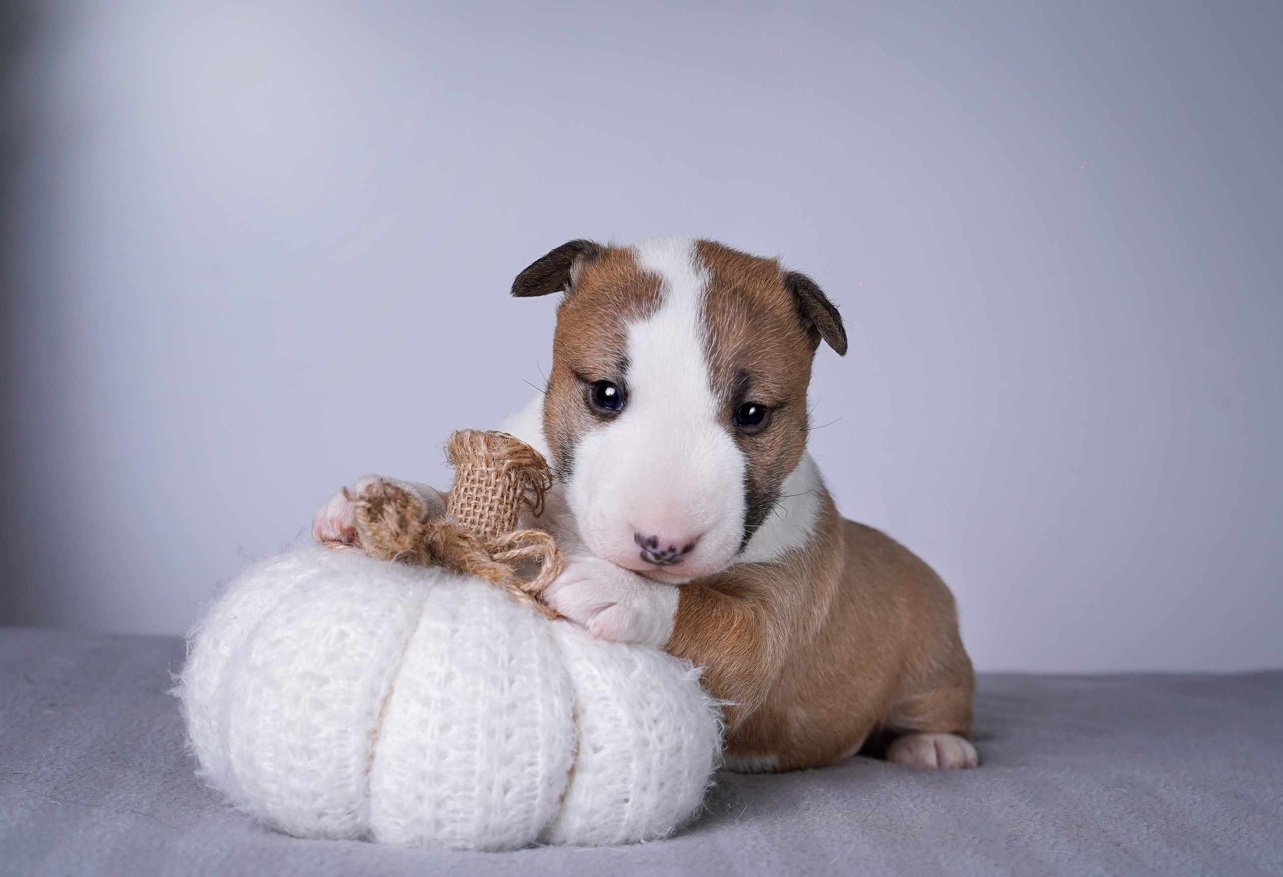 Щенки минибуля. Фотограф-анималист в Санкт-Петербурге Яна Мартынова