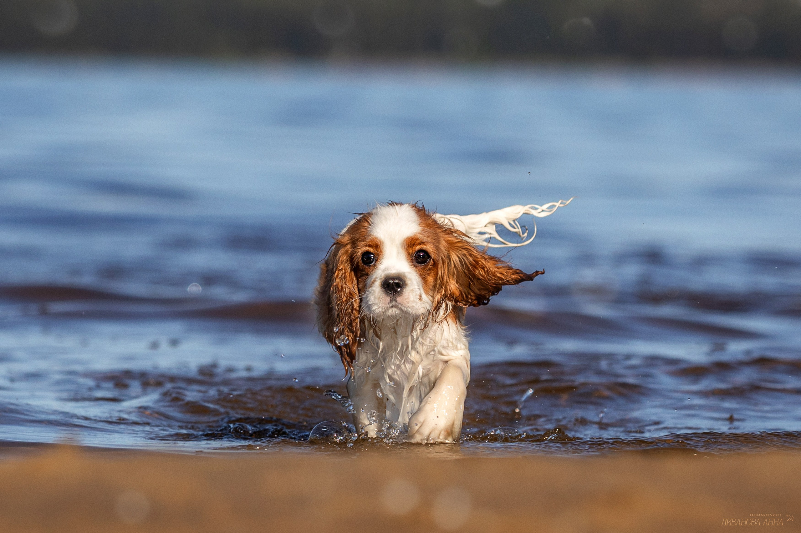 Татка. Фотограф анималист Аня Ливанова | Рыбинск