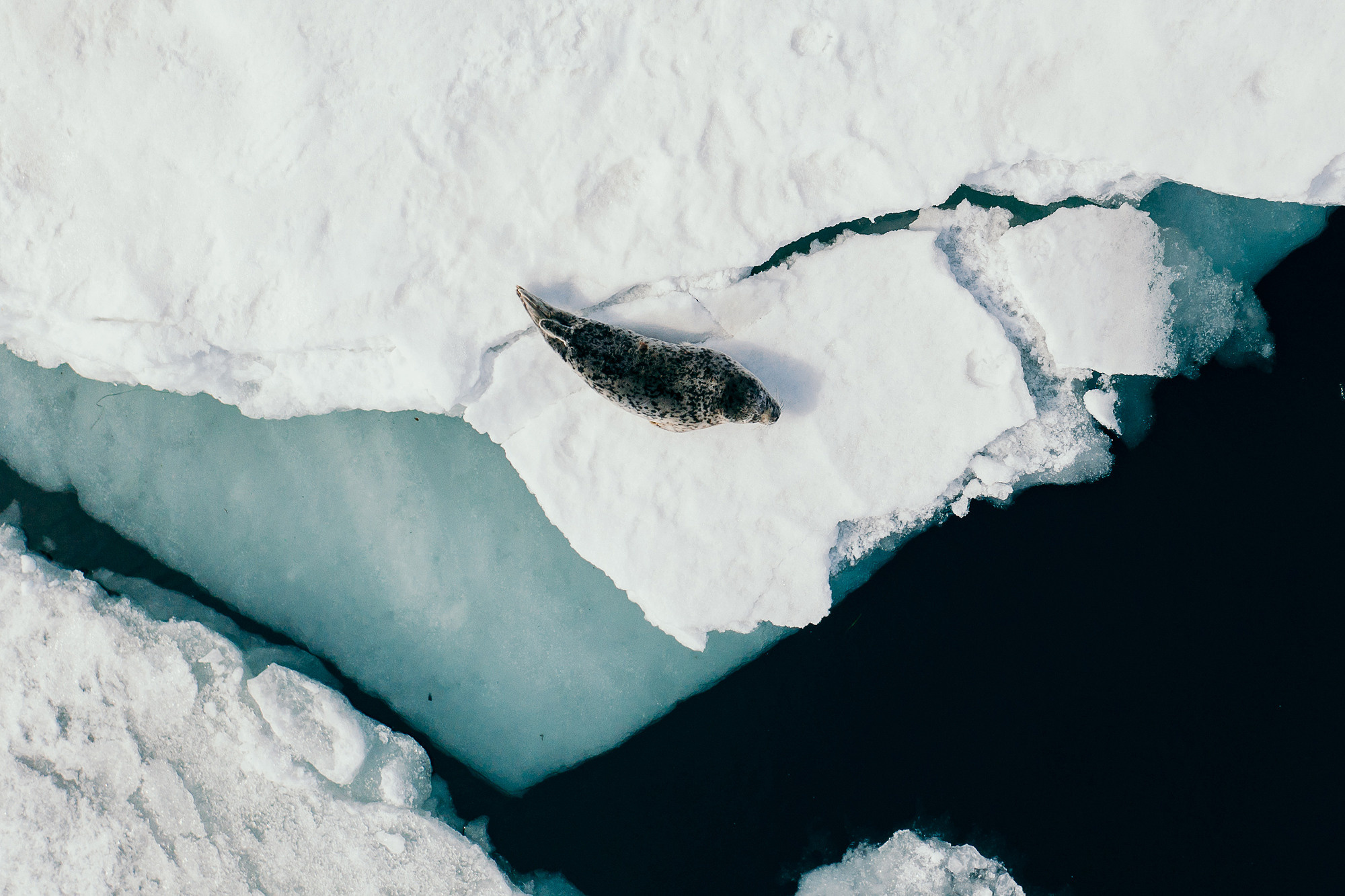 Зима в Приморье и Владивостоке. Фотограф во Владивостоке Антон Блохин