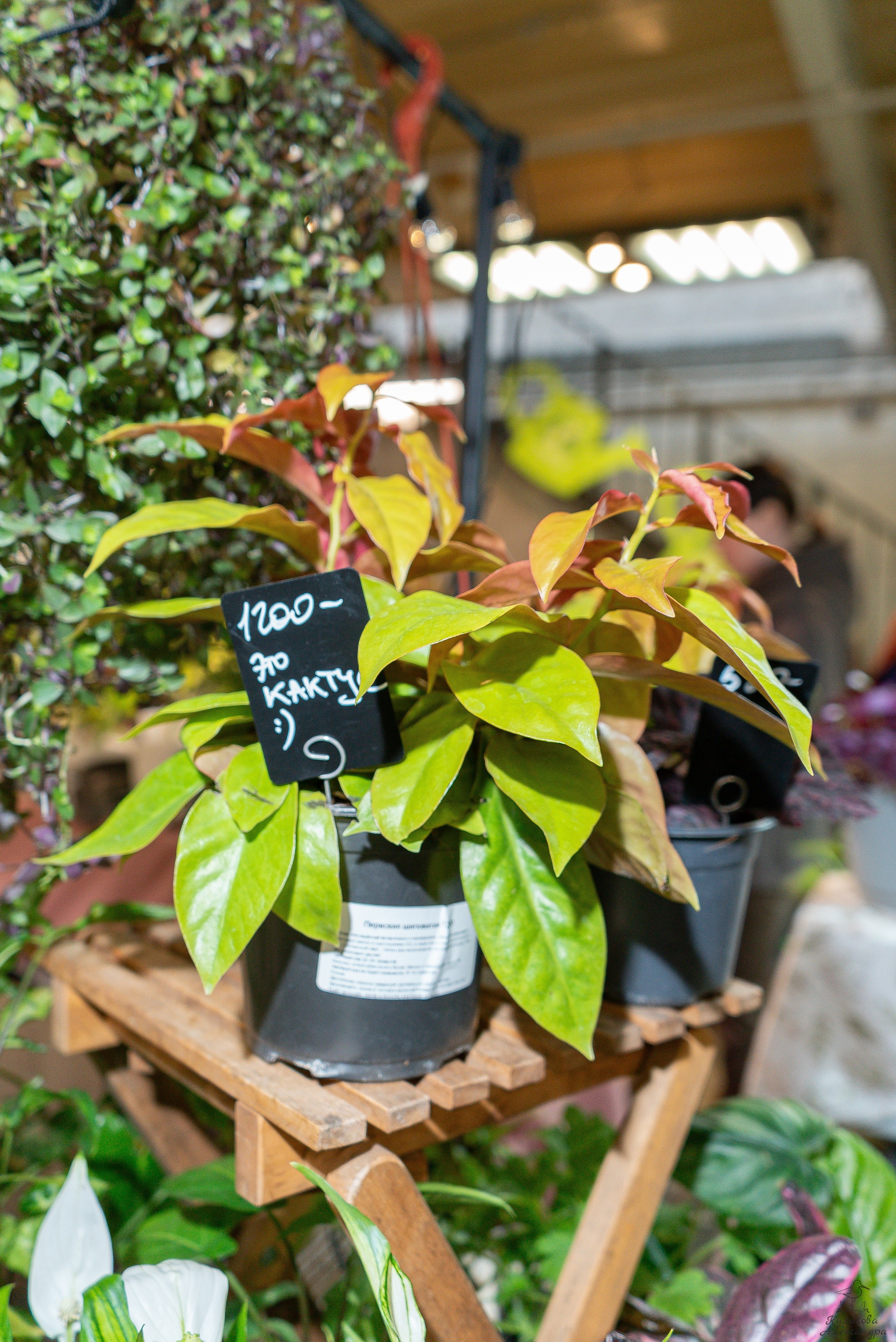 Гроубокс Артплей апрель. Александра Куликова фотограф, Москва