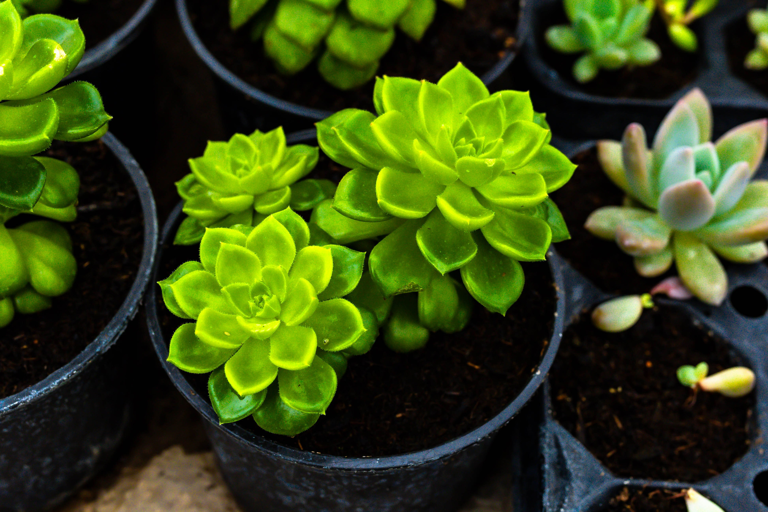 Фотографии природы Липецка. Свадебный и семейный фотограф Виолетта в Липецке