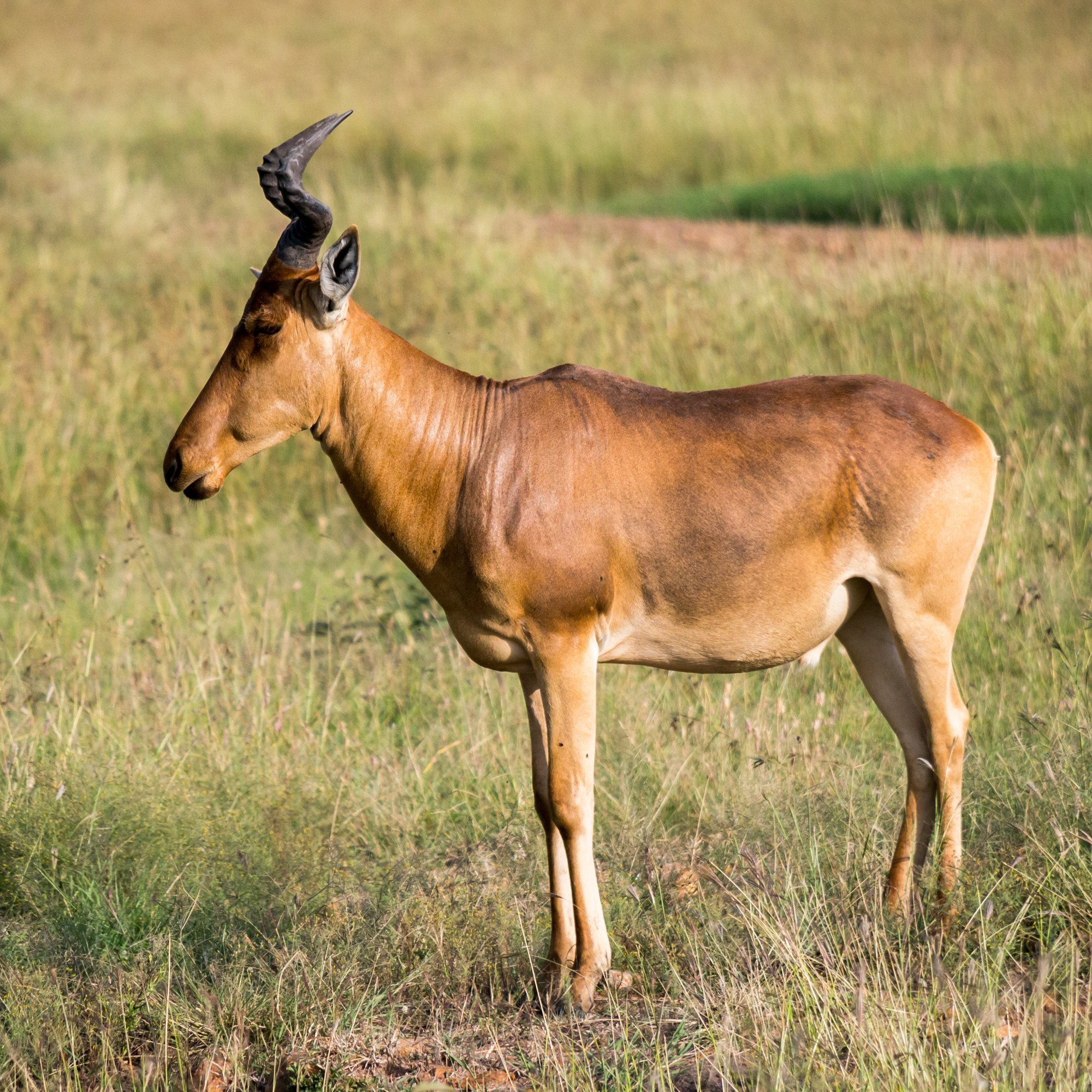 Африка. Кения. Фотосъёмка животных в африканской саванне. Фотограф Алексей Скоробогатько
