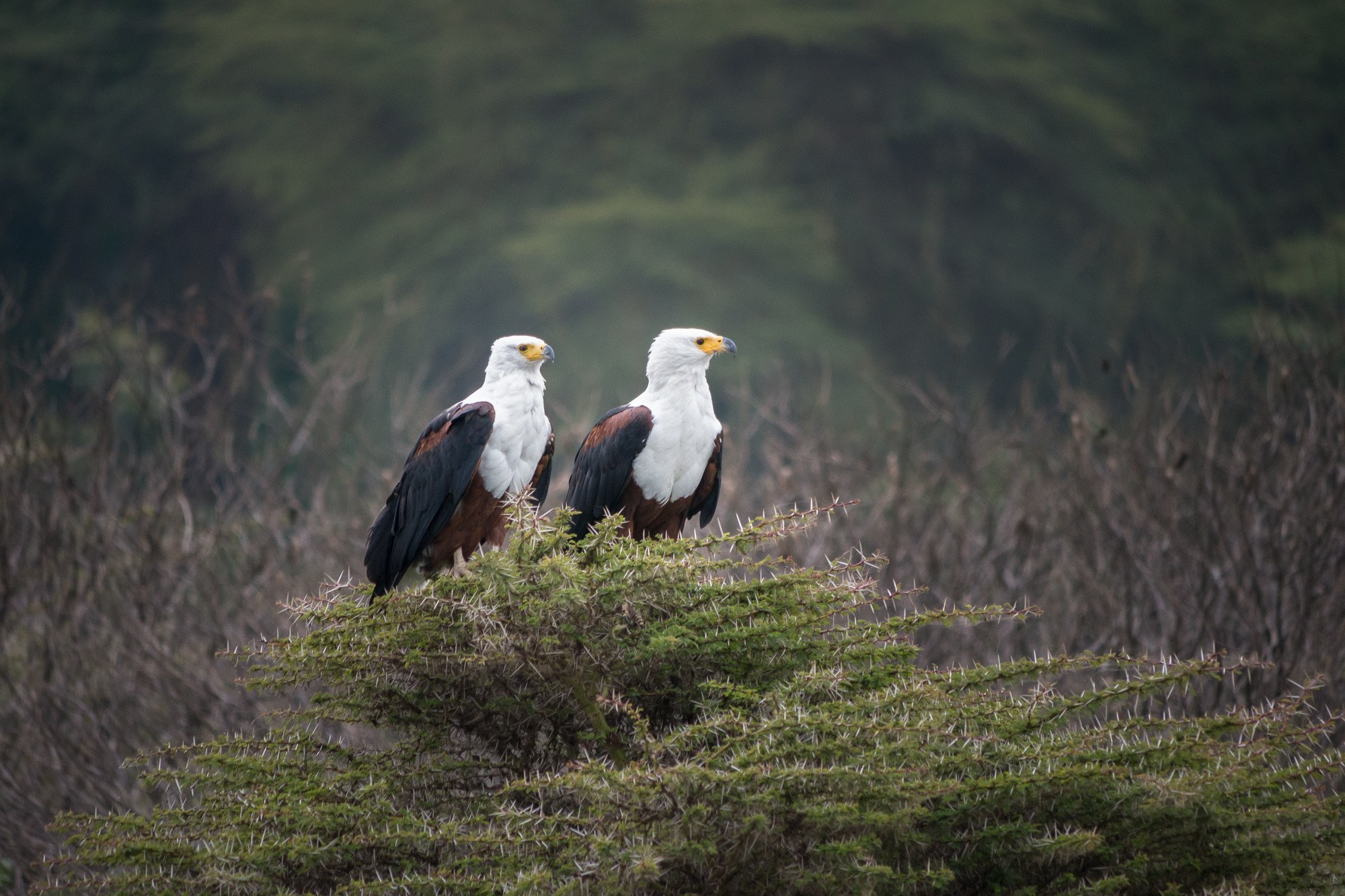 Африка. Кения. Фотосъёмка животных в африканской саванне. Фотограф Алексей Скоробогатько