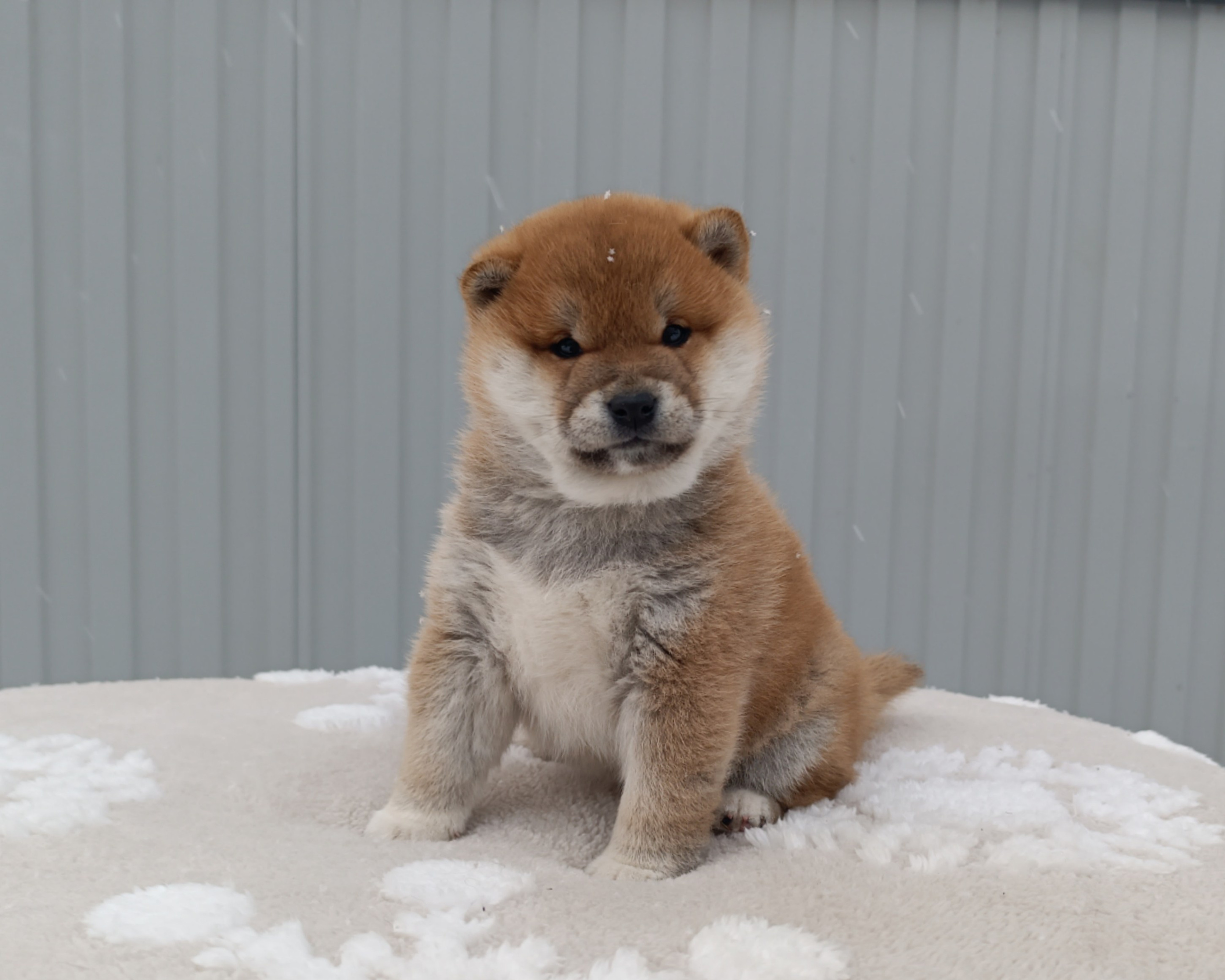 сиба питомник Рубилайт щенки на продажу rubylight  сиба щенки купить СПб Санкт-Петербург 