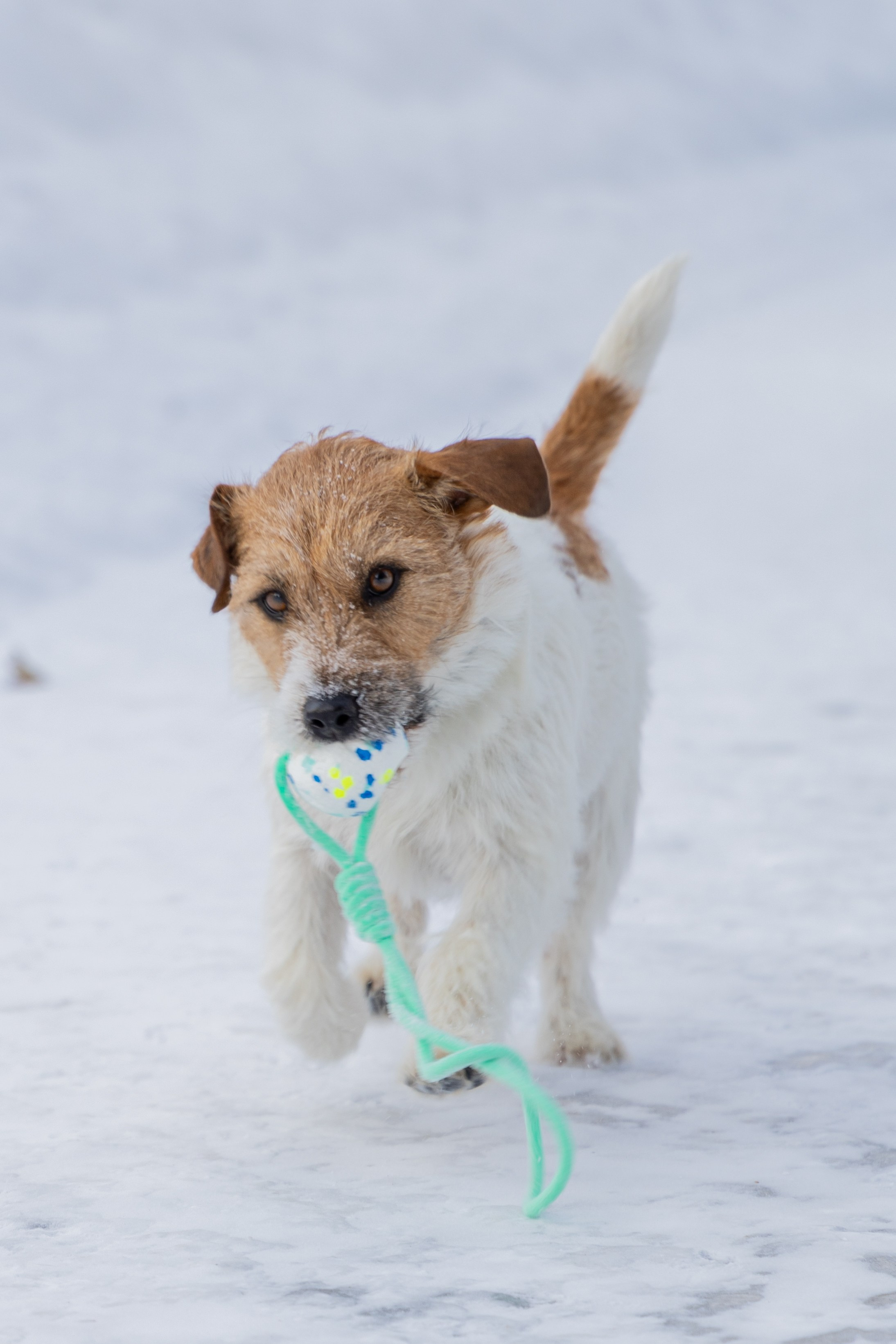 Фотосъёмка животных. Профессиональная коммерческая, промышленная и репортажная фотосъёмка для бизнеса