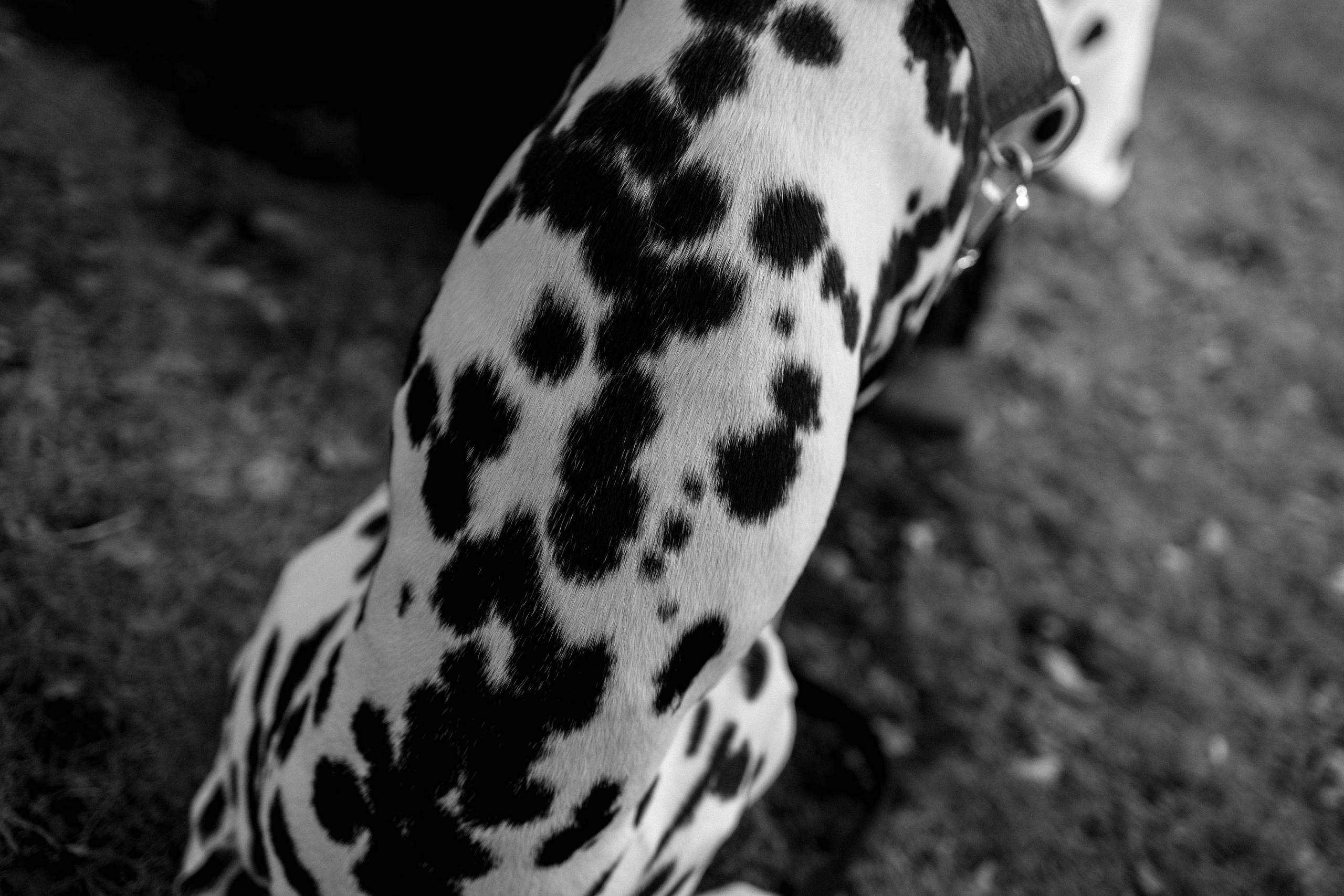 Диана и Лекса. Фотограф-анималист в Екатеринбурге | Кристина