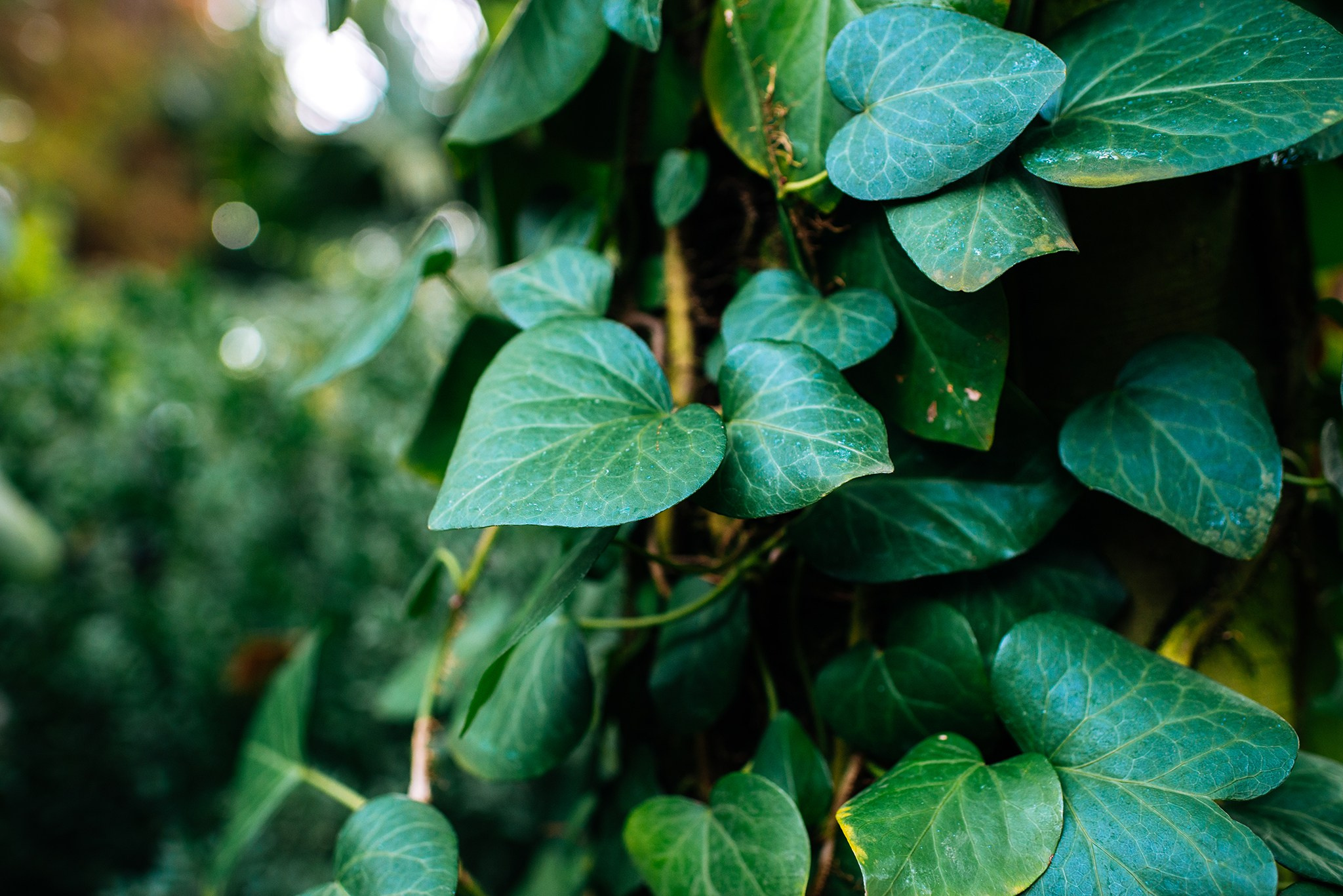 Ботанический сад. Субтропический маршрут. Март 26. Репортажный фотограф в Санкт-Петербурге Анастасия Клёпова